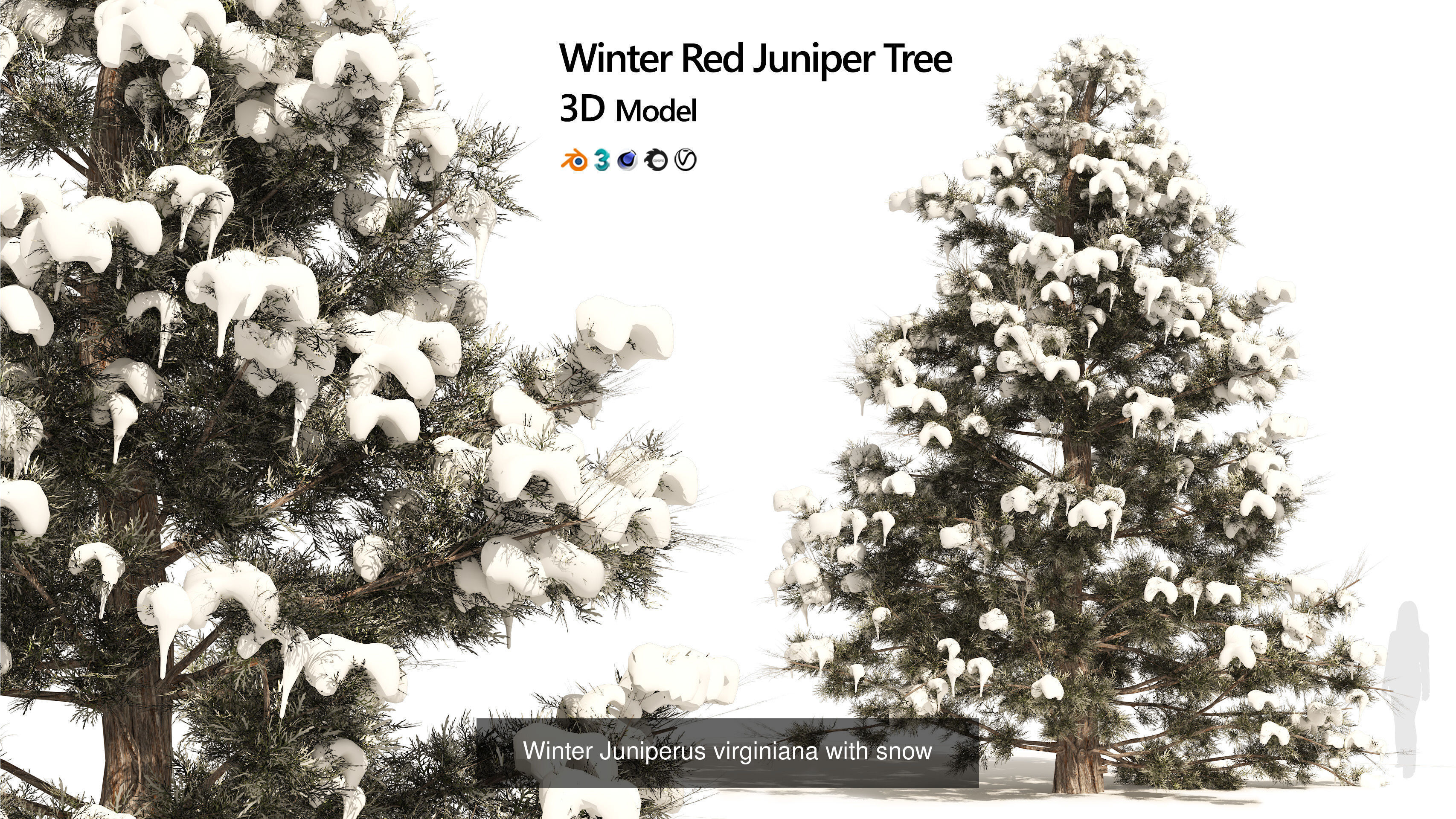 Conifer Species high quality 3D Model Collection_8