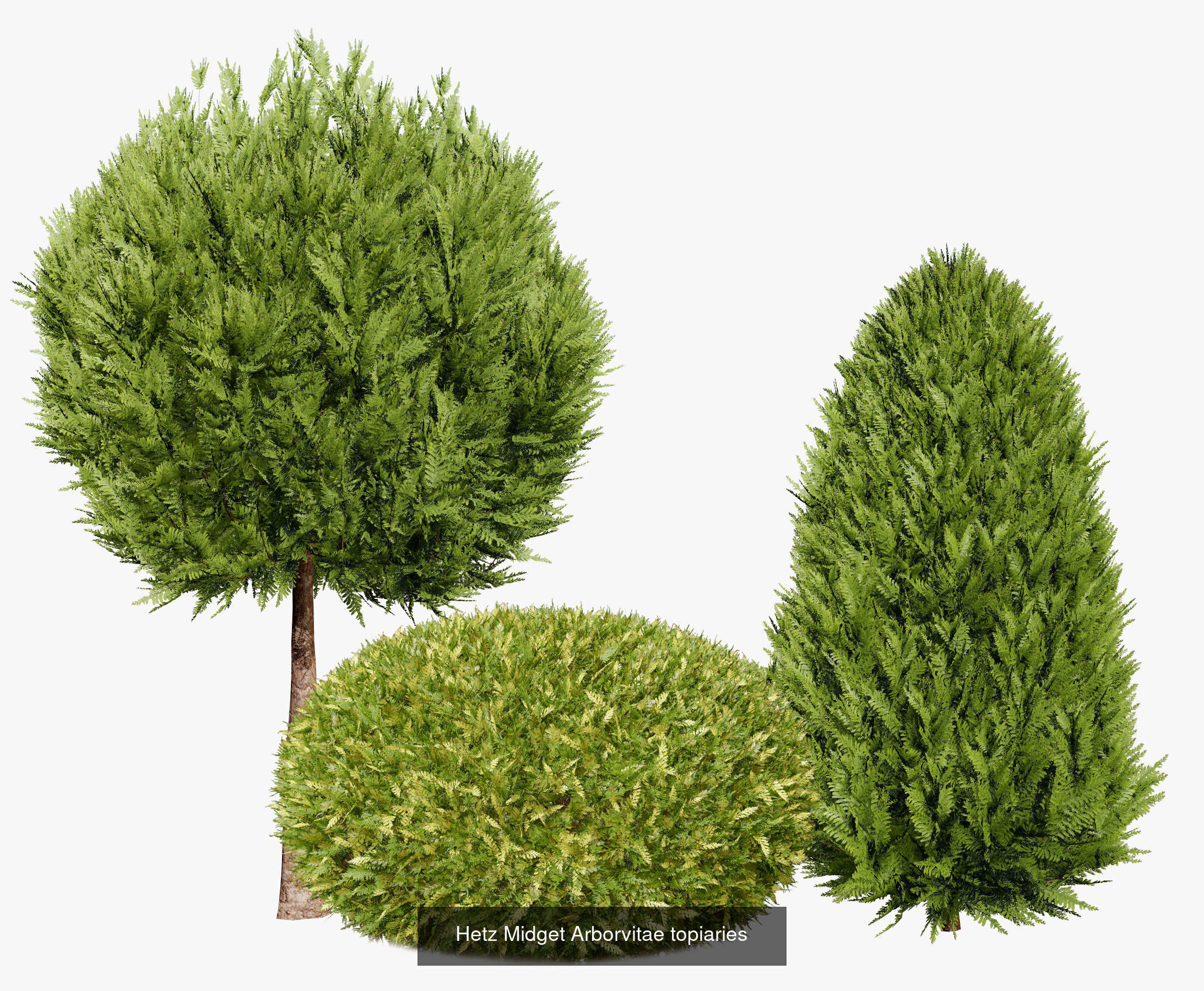 Conifer Species high quality 3D Model Collection_9