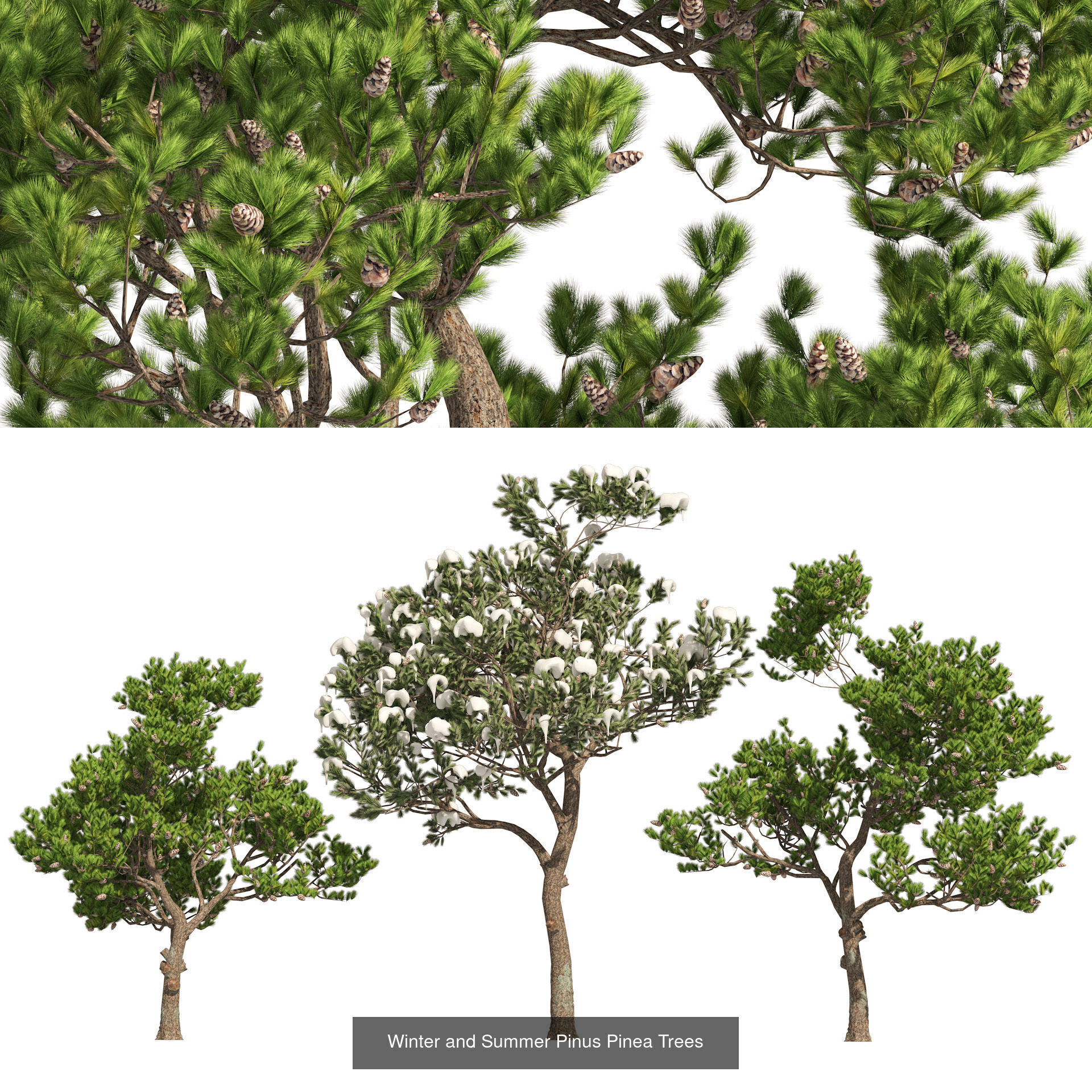 Conifer Species high quality 3D Model Collection_7