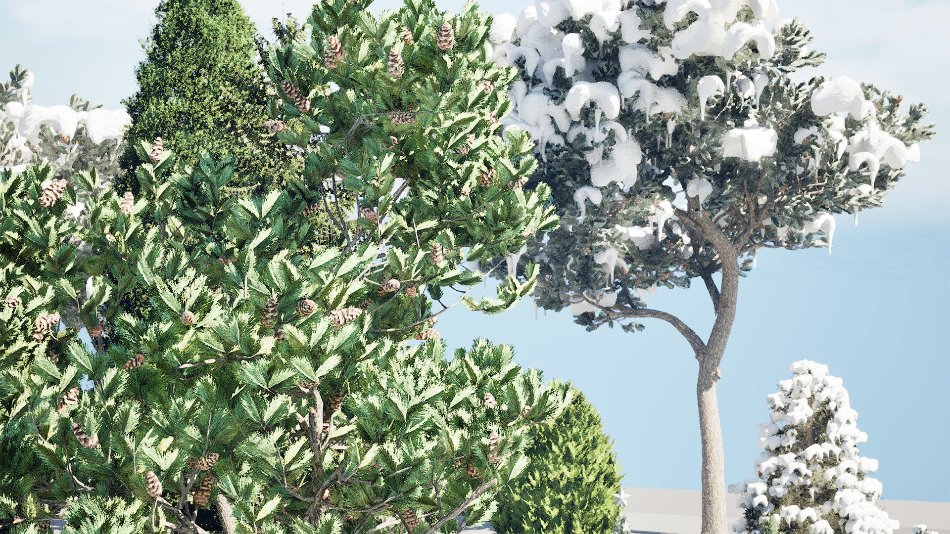 Conifer Species high quality 3D Model Collection_16
