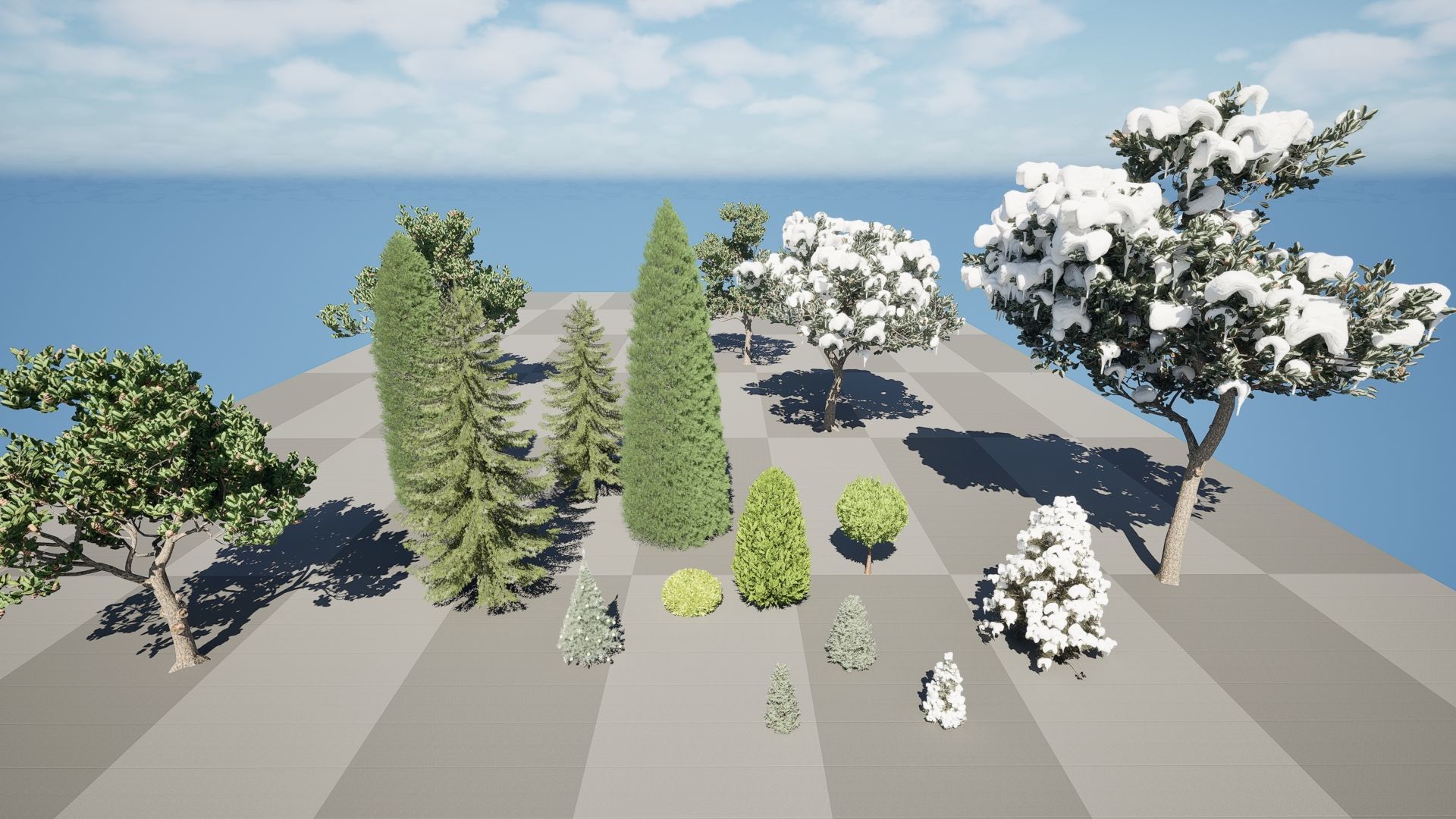 Conifer Species high quality 3D Model Collection_11
