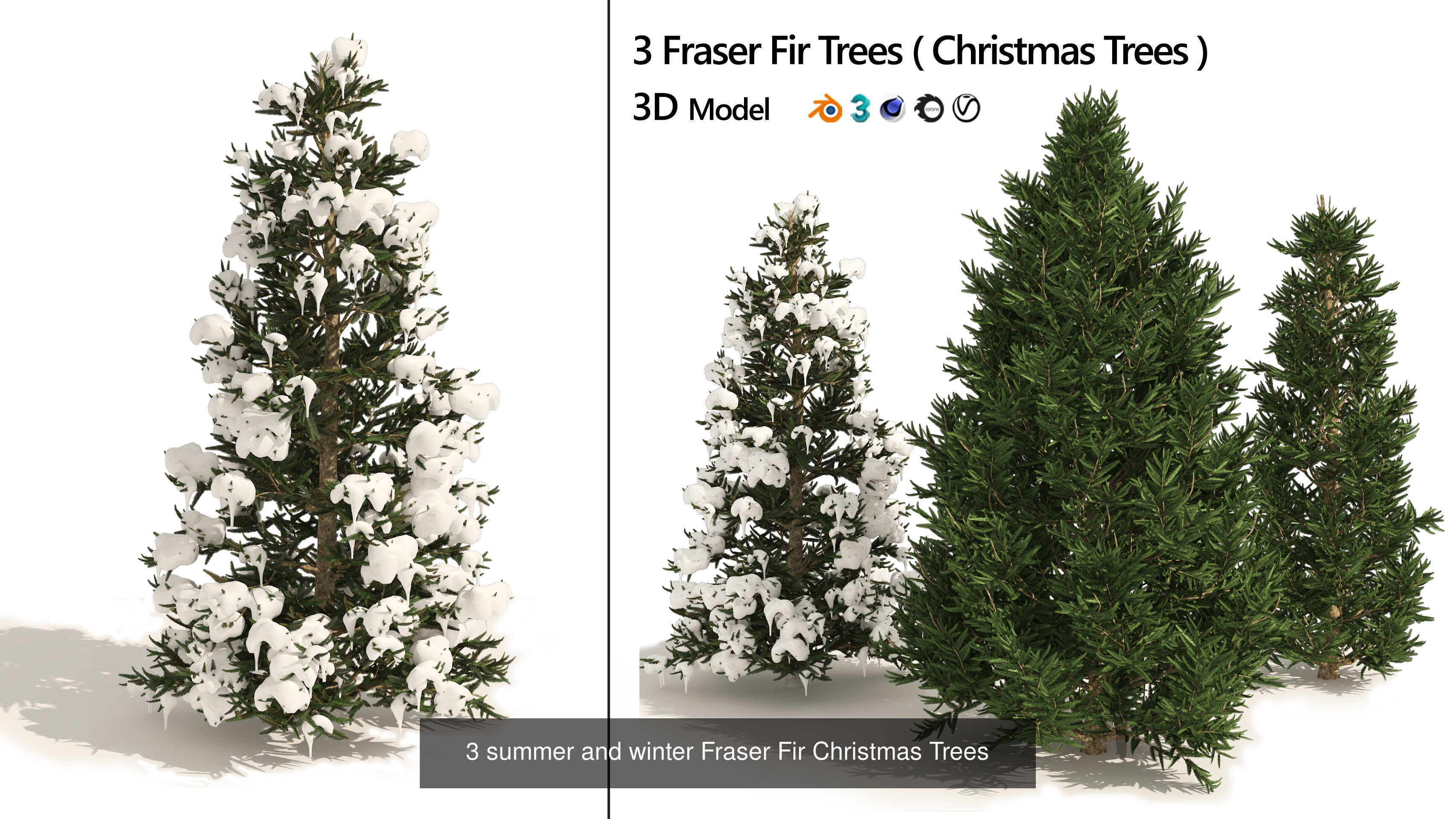Conifer Species high quality 3D Model Collection_6
