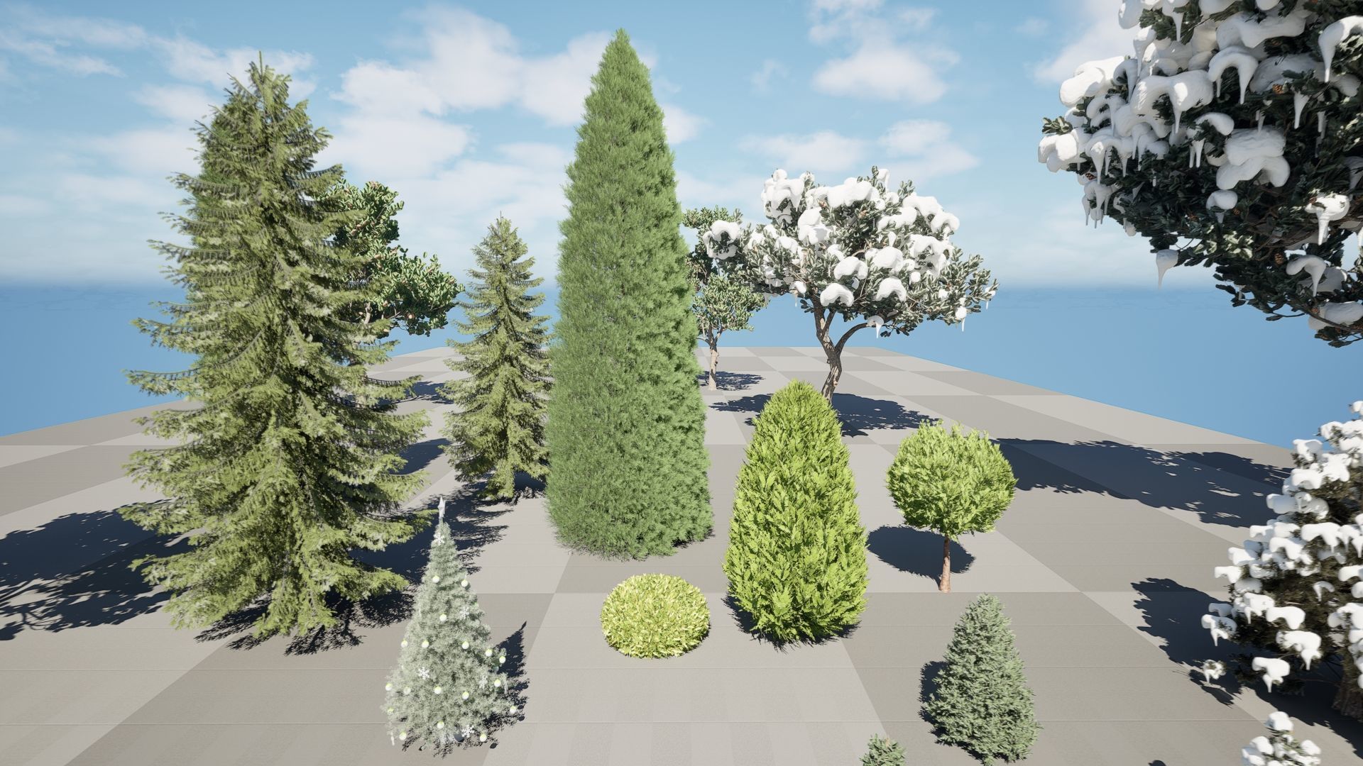 Conifer Species high quality 3D Model Collection_12