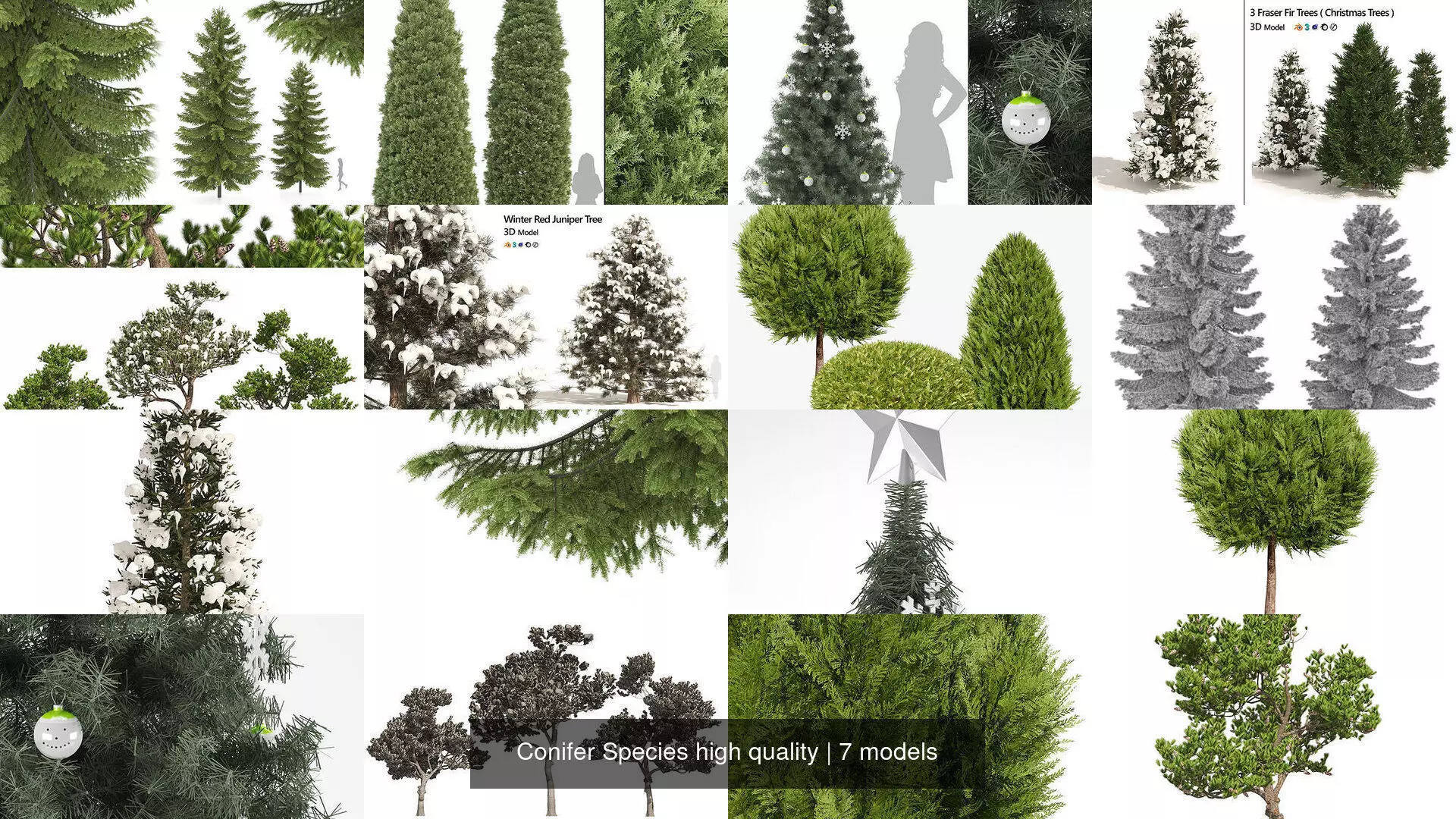 Conifer Species high quality 3D Model Collection_0
