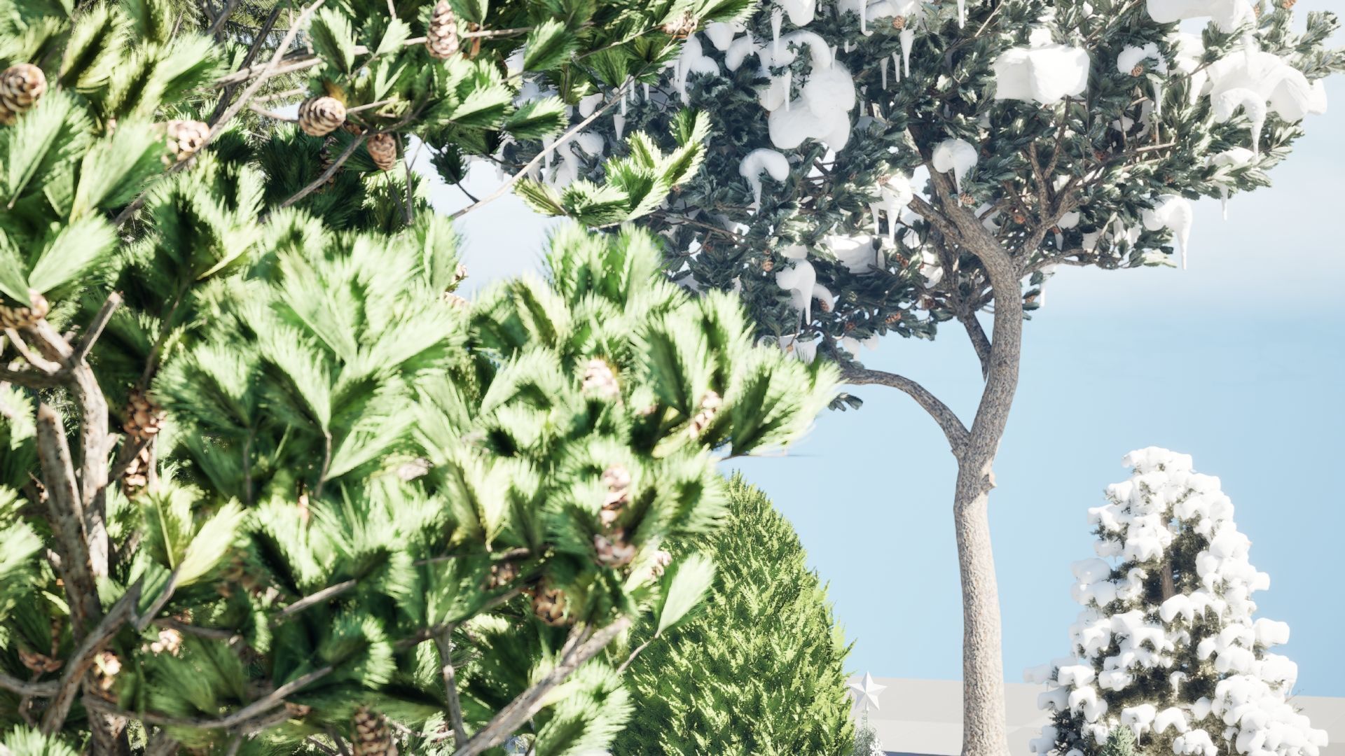 Conifer Species high quality 3D Model Collection_14