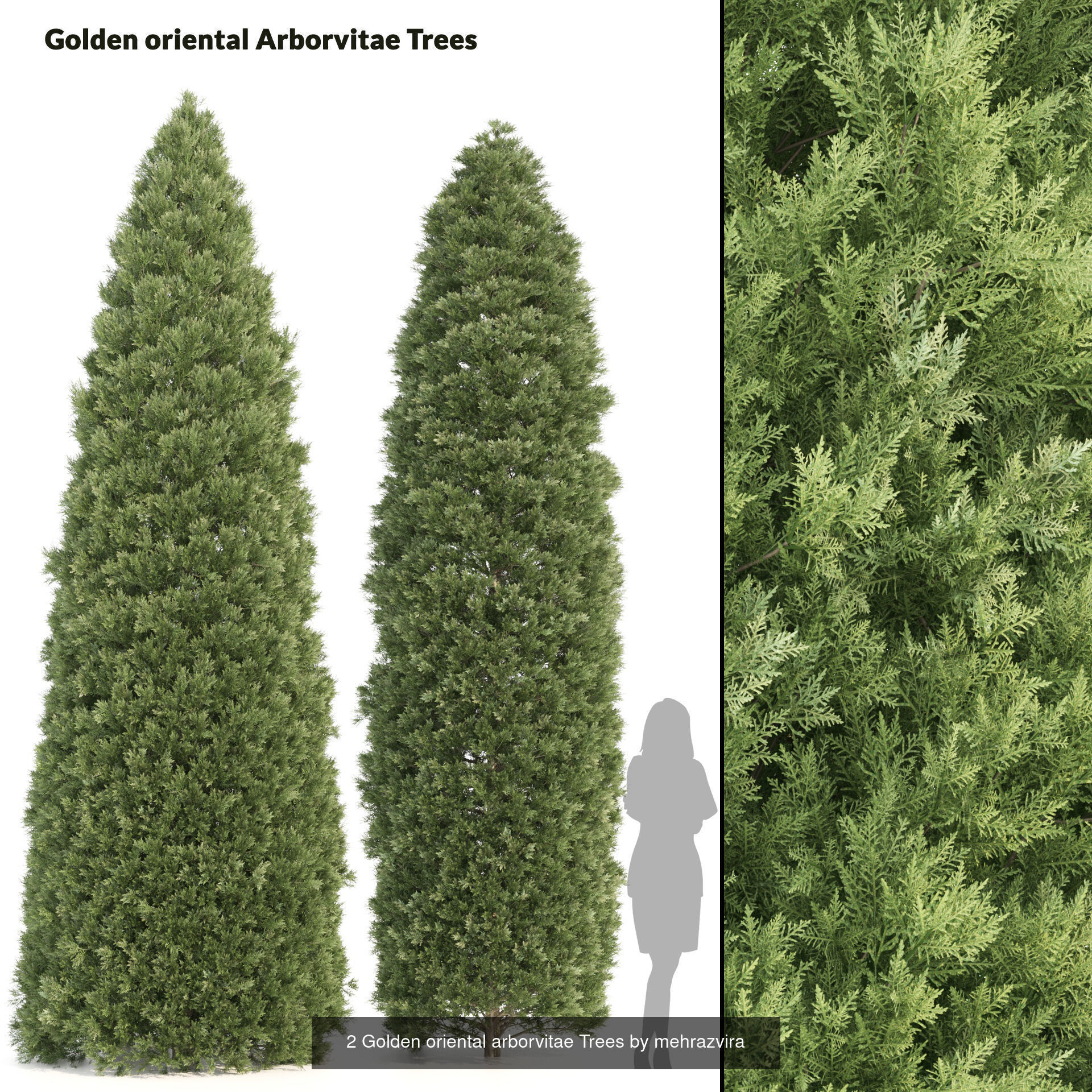 Conifer Species high quality 3D Model Collection_4