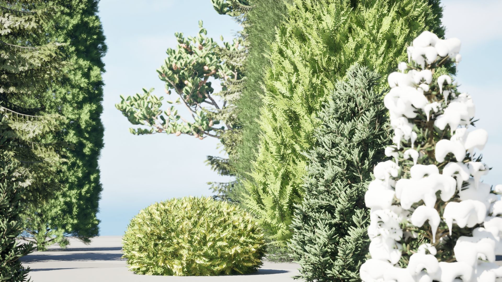 Conifer Species high quality 3D Model Collection_15