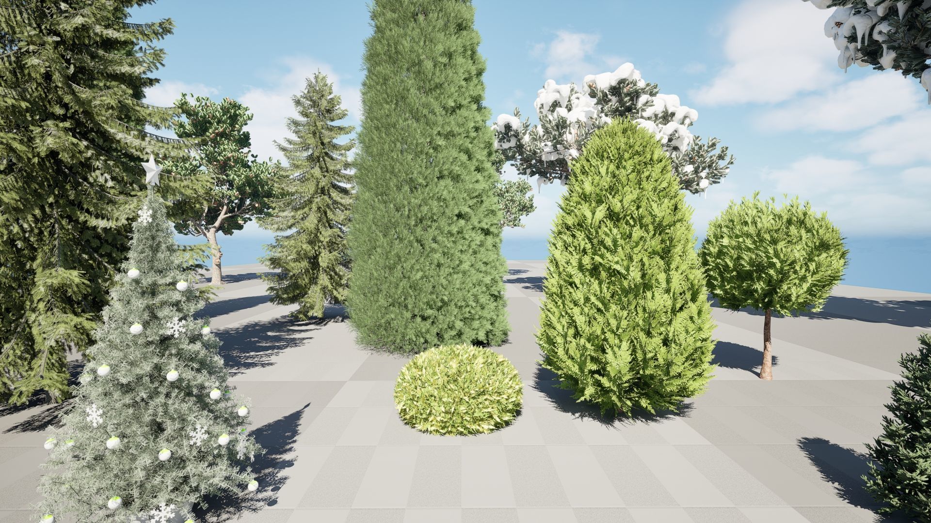 Conifer Species high quality 3D Model Collection_13