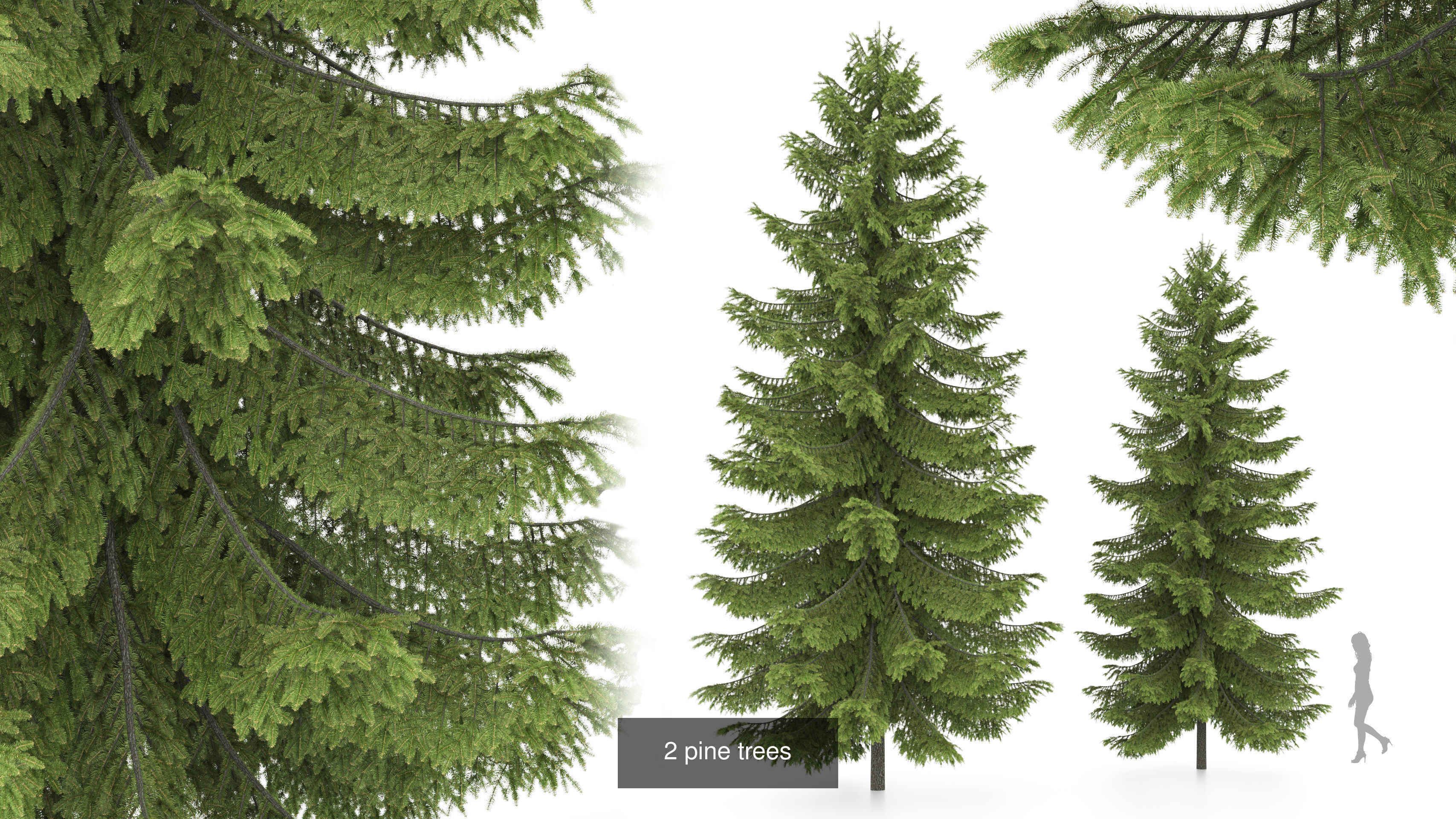 Conifer Species high quality 3D Model Collection_3