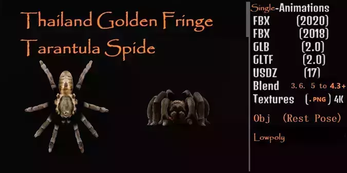 Tarantula Spider