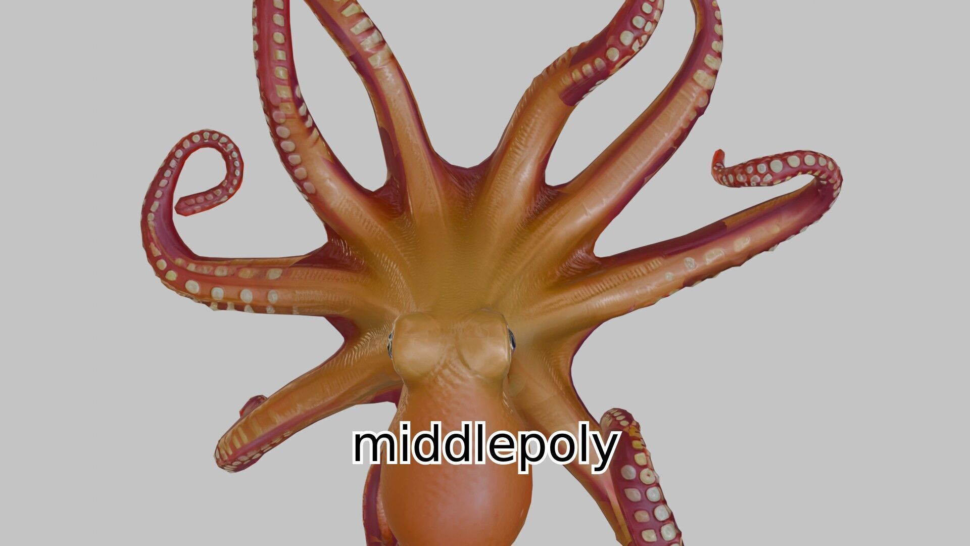 Realistic Octopus Sea Creature Model for 3D Rendering Low-poly 3D model_24