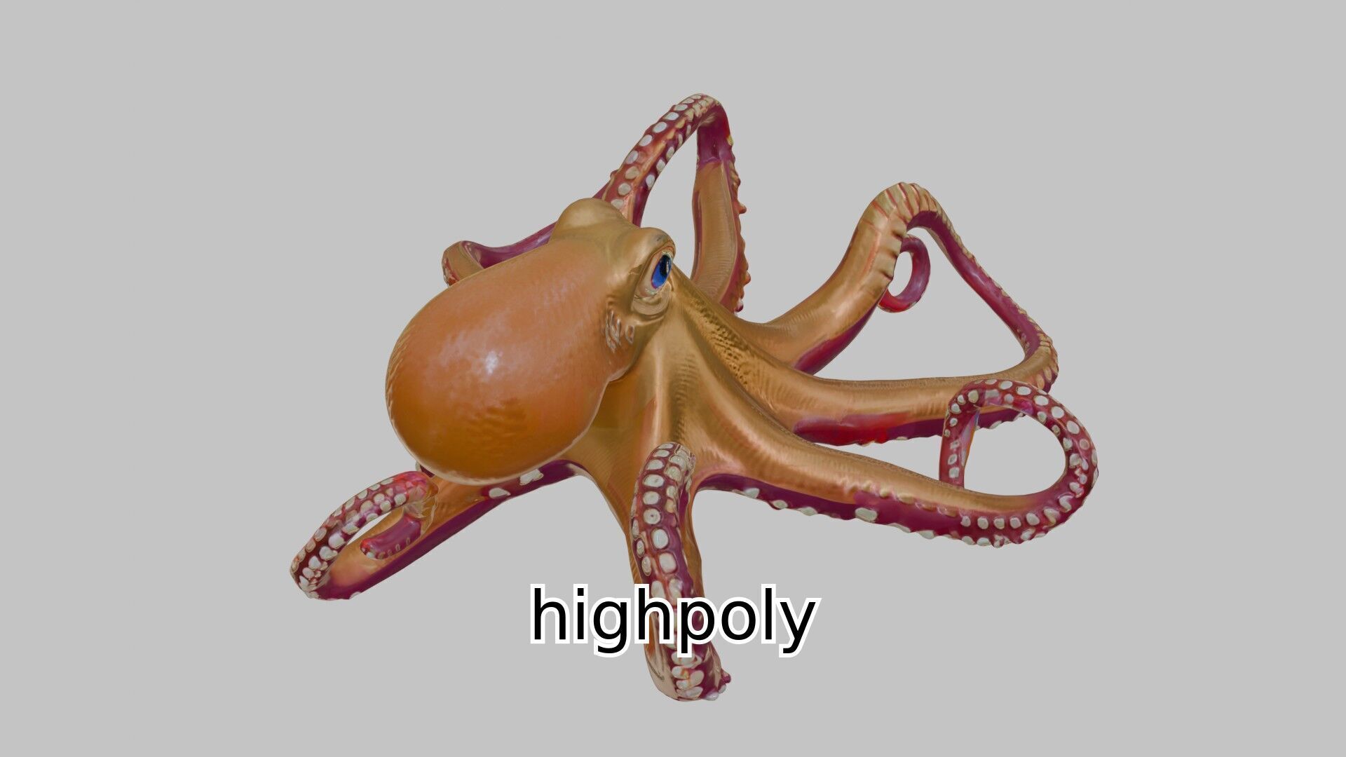 Realistic Octopus Sea Creature Model for 3D Rendering Low-poly 3D model_16