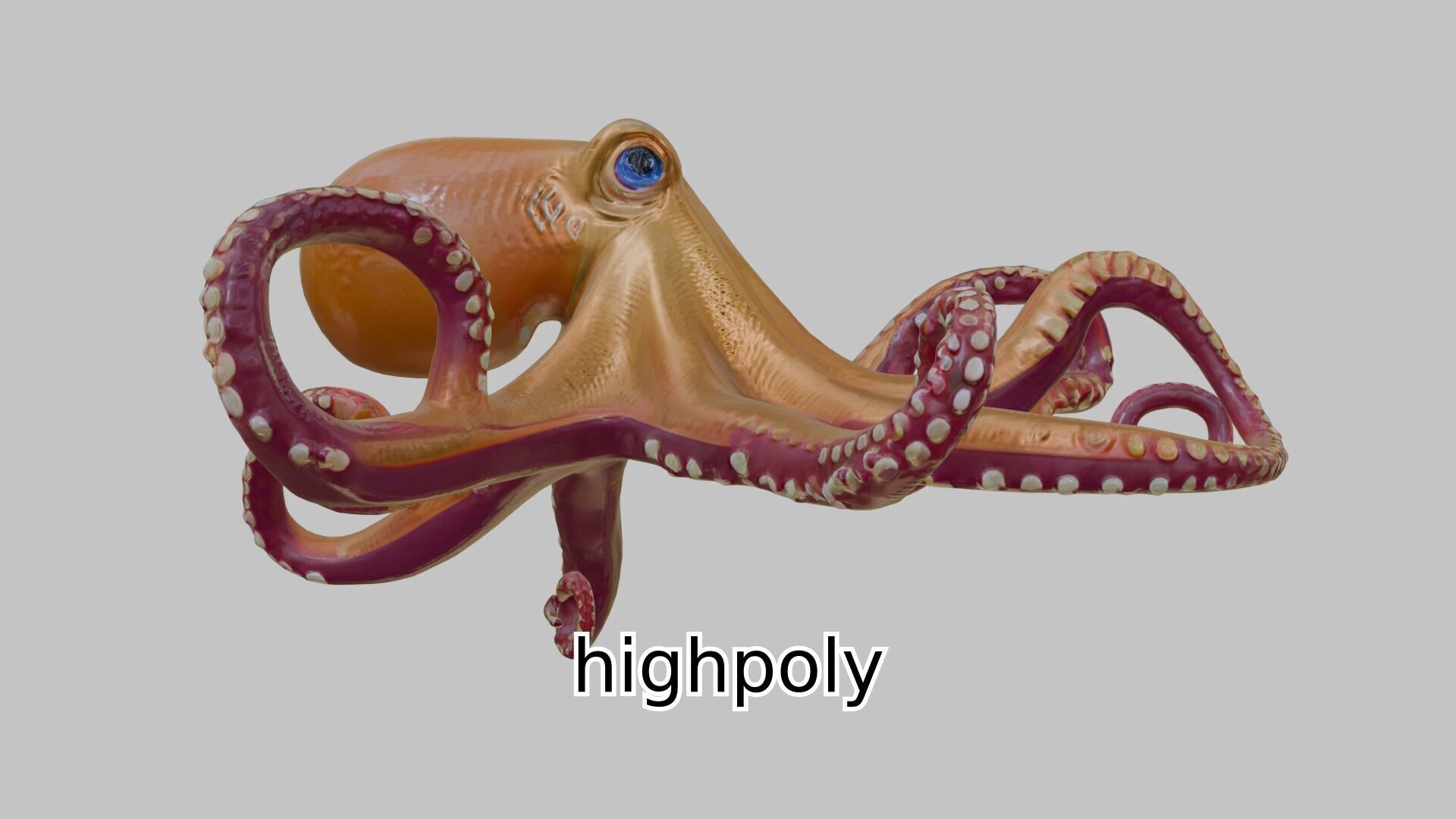 Realistic Octopus Sea Creature Model for 3D Rendering Low-poly 3D model_9