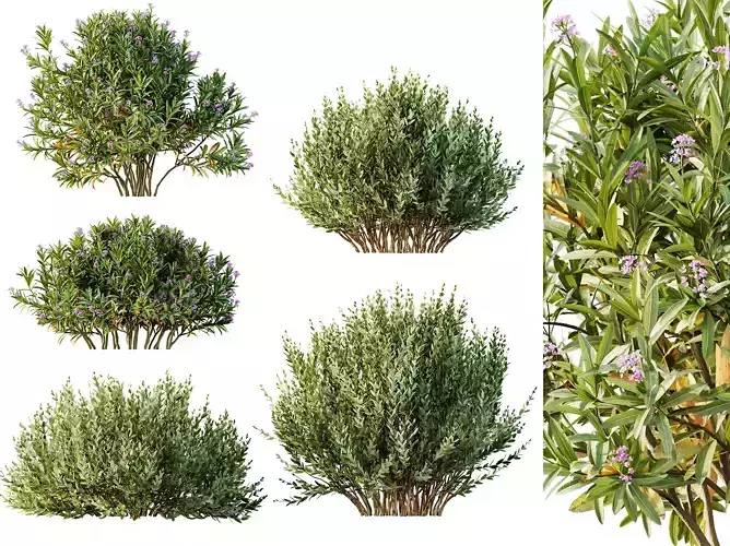 AV adjective bush Oleander Laurier Rose Pink and Olive Bush 3D model