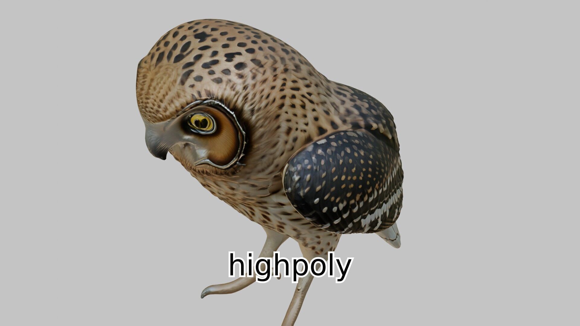 Realistic Owl Bird Character 3D Model Low-poly 3D model_16