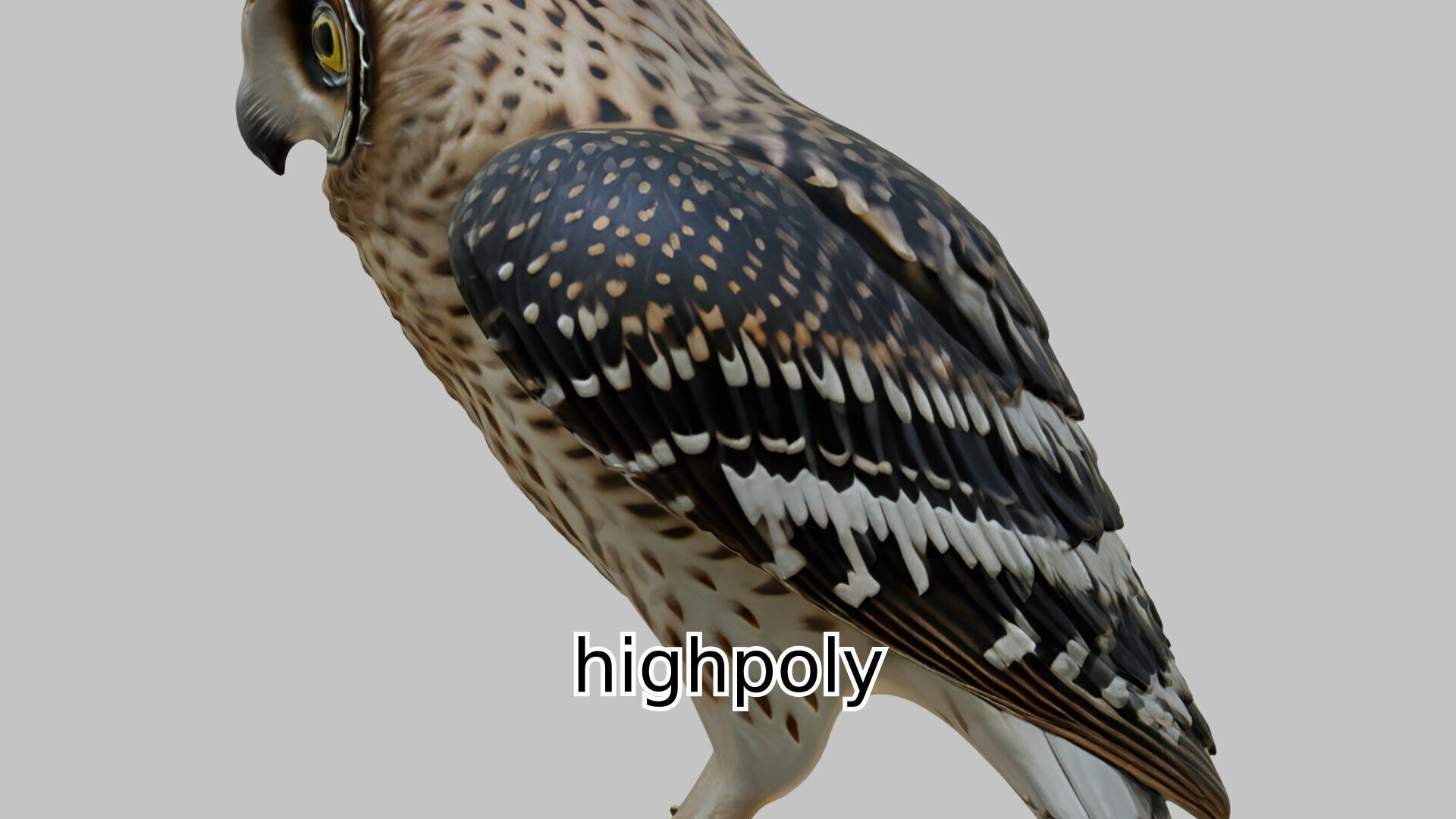 Realistic Owl Bird Character 3D Model Low-poly 3D model_9