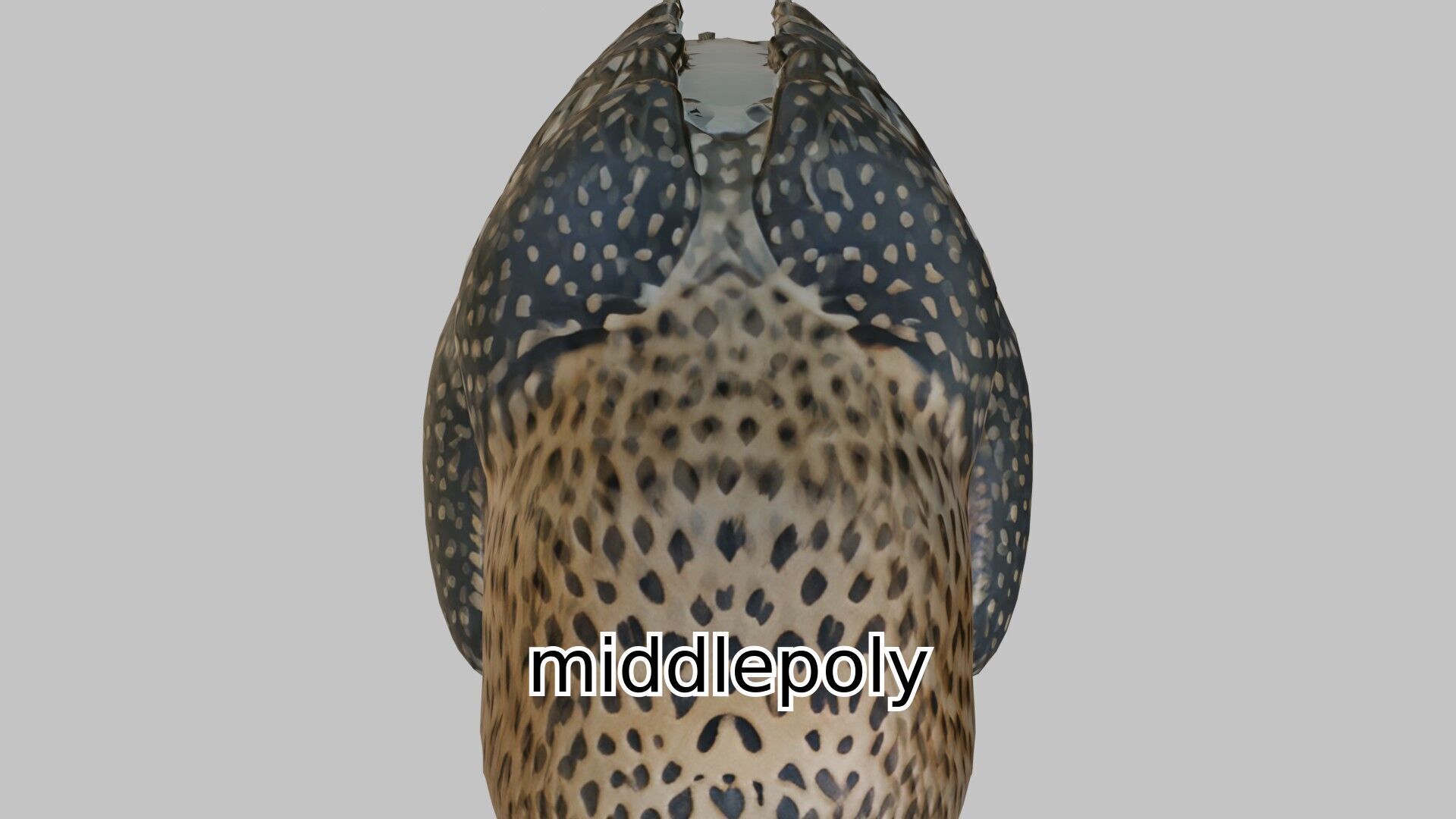 Realistic Owl Bird Character 3D Model Low-poly 3D model_24