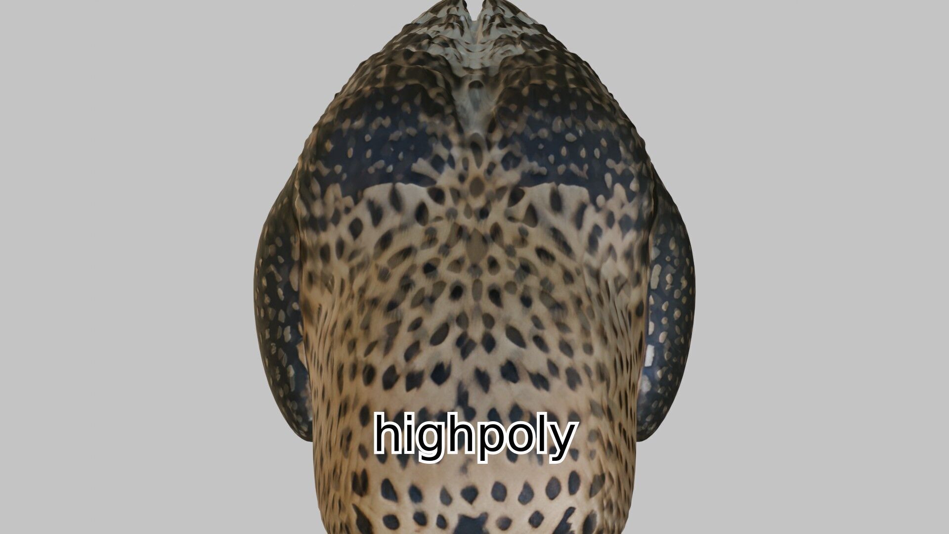 Realistic Owl Bird Character 3D Model Low-poly 3D model_8