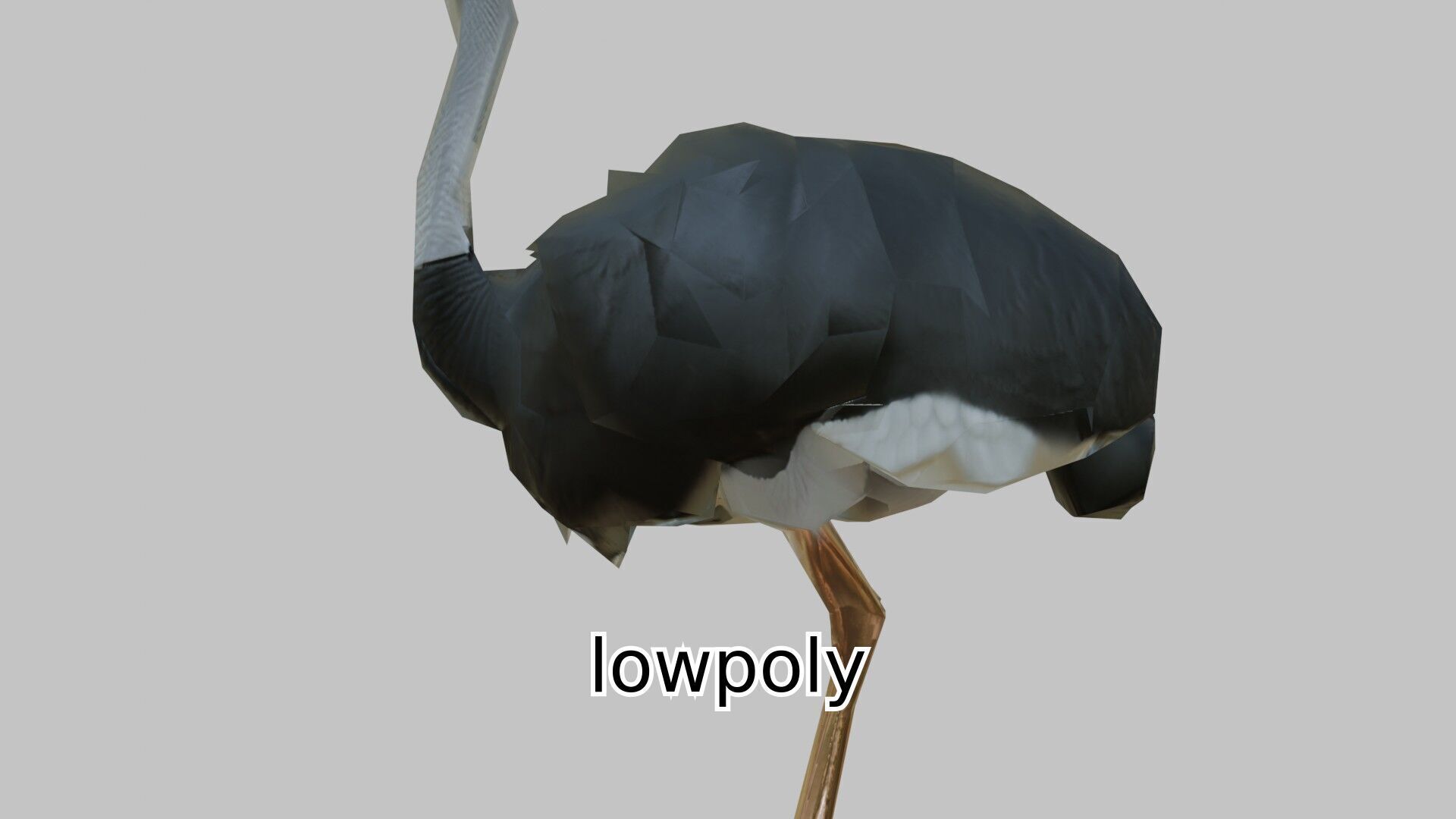 Realistic Ostrich 3D Model High Detail Rendering Low-poly 3D model_17