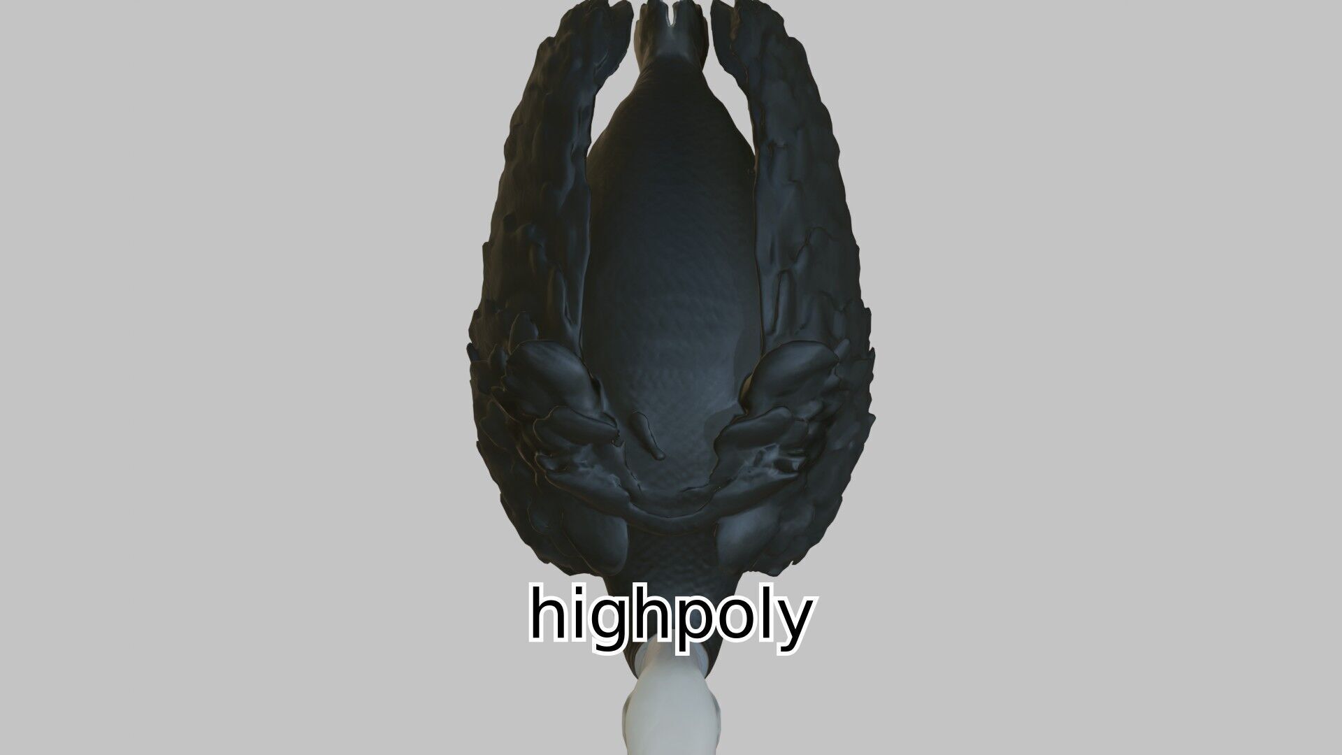 Realistic Ostrich 3D Model High Detail Rendering Low-poly 3D model_8