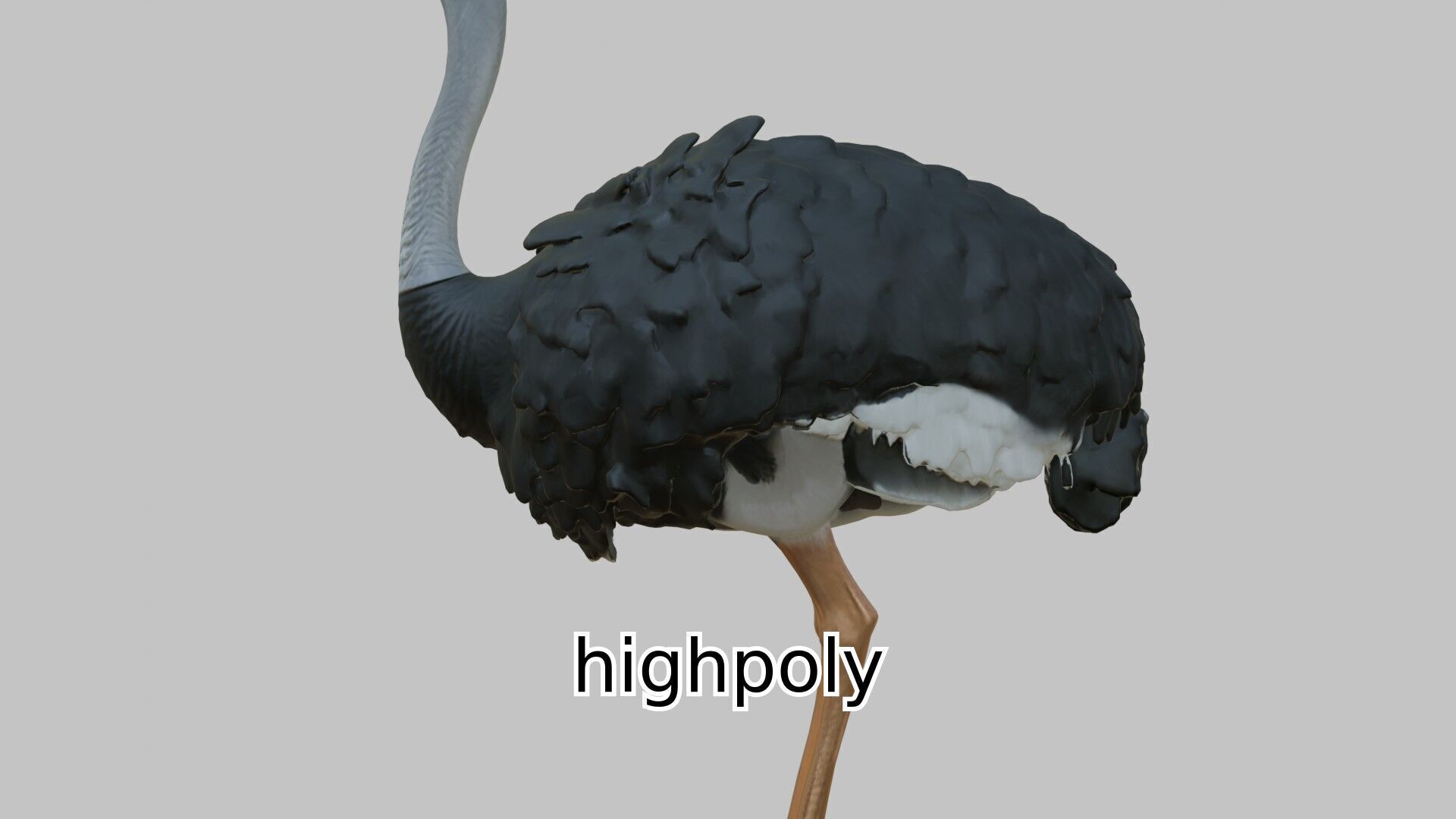 Realistic Ostrich 3D Model High Detail Rendering Low-poly 3D model_9