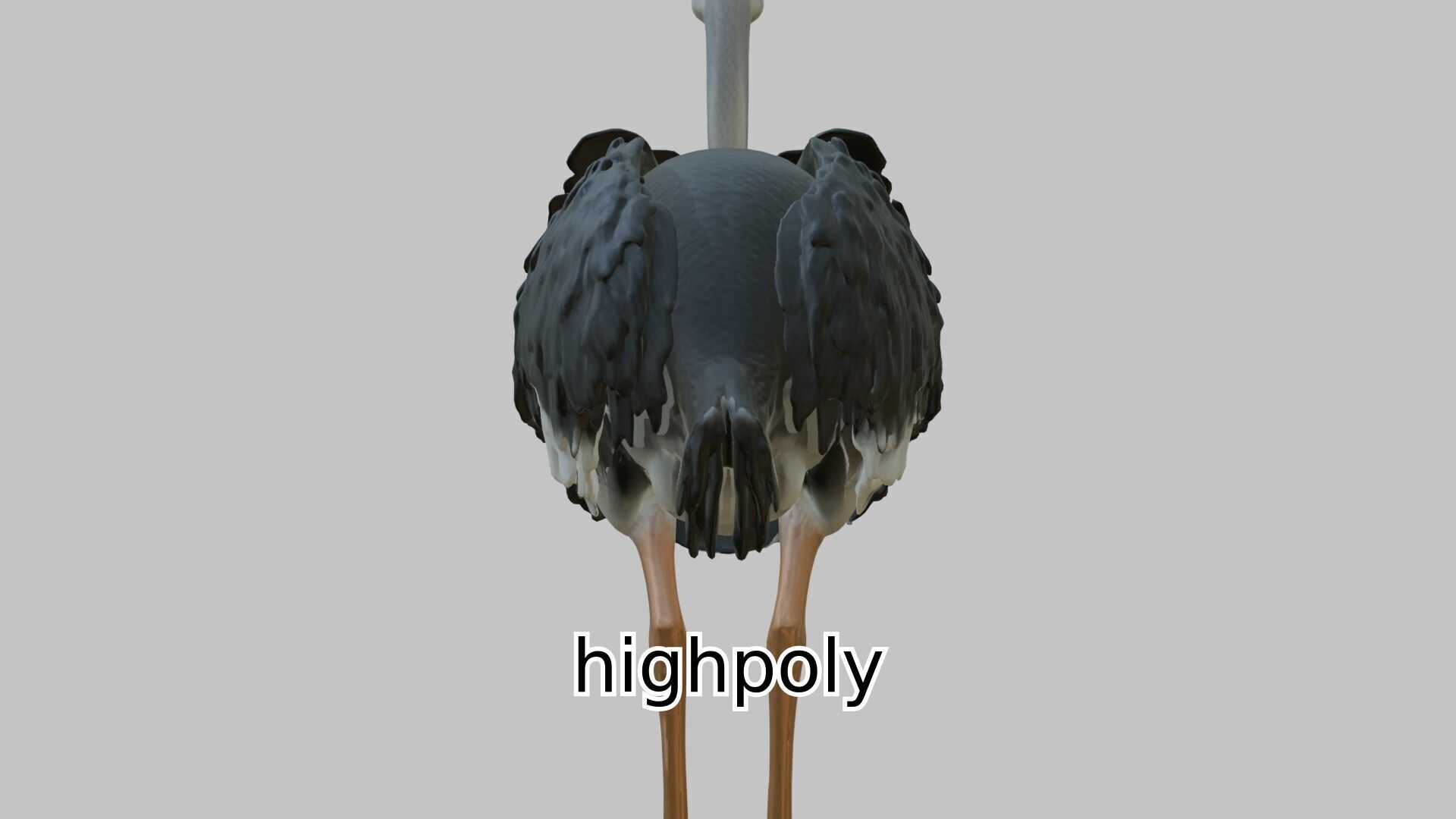 Realistic Ostrich 3D Model High Detail Rendering Low-poly 3D model_10