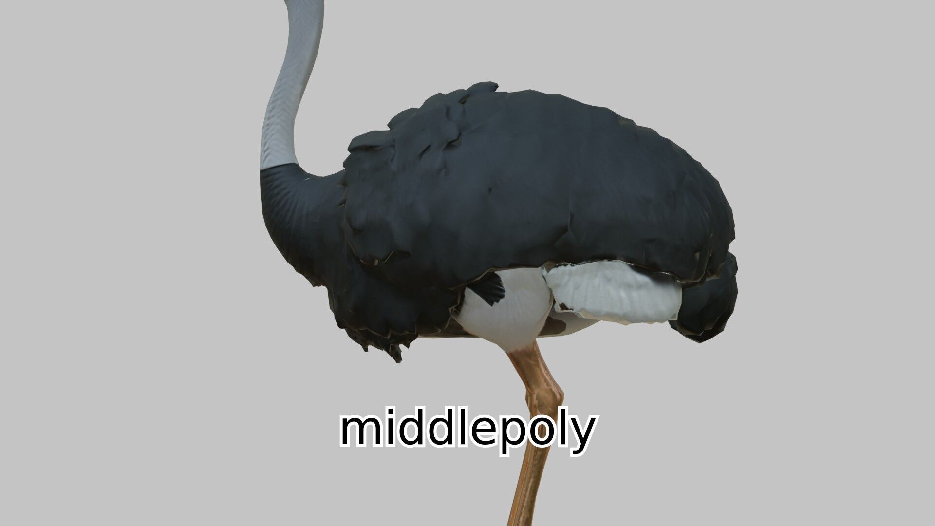 Realistic Ostrich 3D Model High Detail Rendering Low-poly 3D model_2