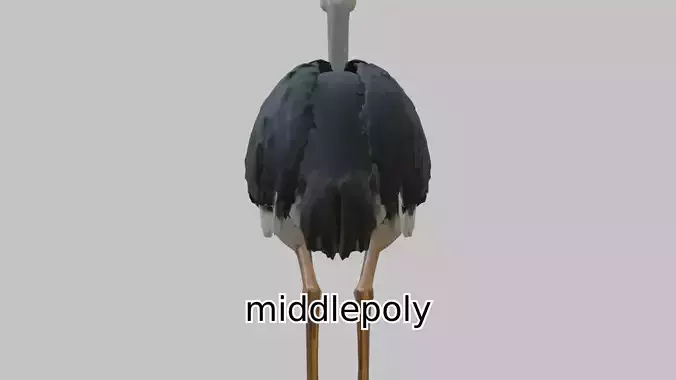 Realistic Ostrich 3D Model High Detail Rendering Low-poly 3D model