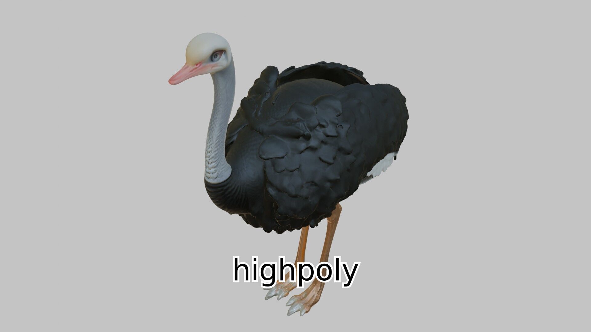 Realistic Ostrich 3D Model High Detail Rendering Low-poly 3D model_12