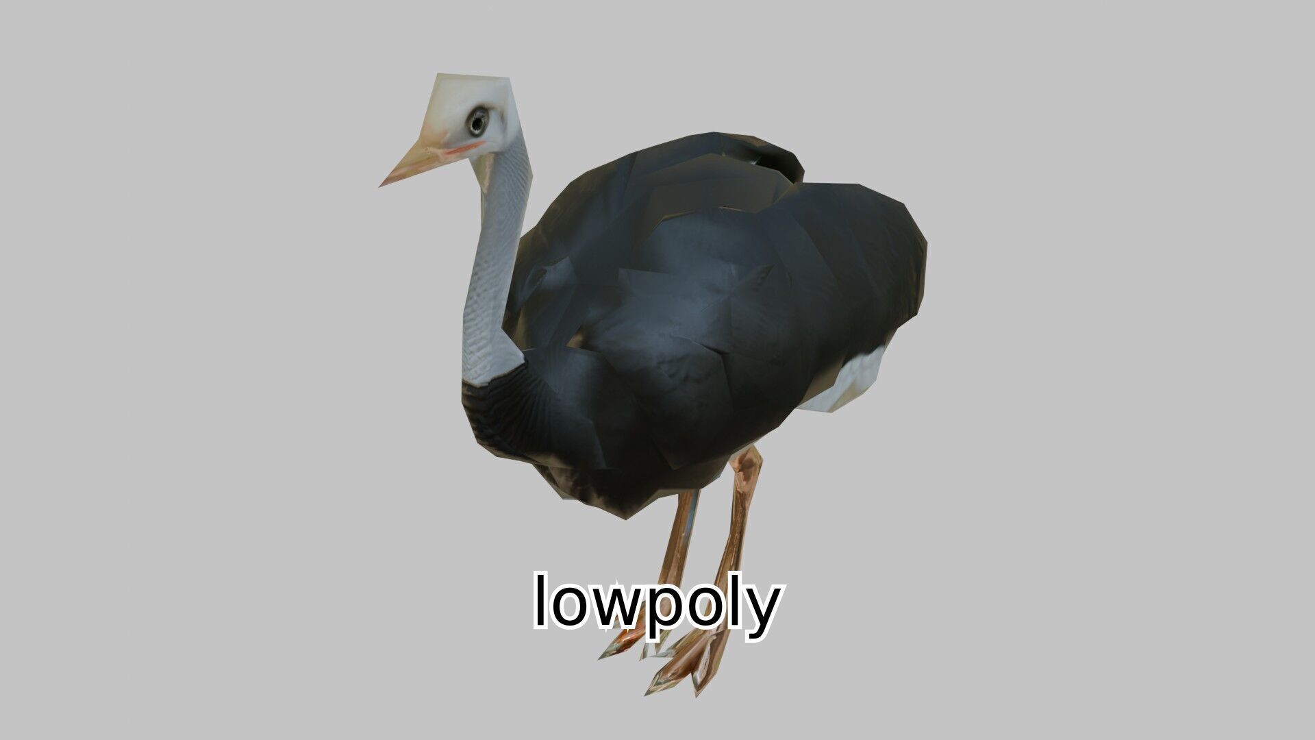 Realistic Ostrich 3D Model High Detail Rendering Low-poly 3D model_22