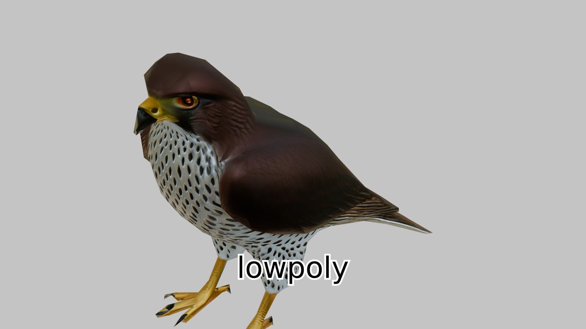 Realistic Falcon Bird 3D Model Low-poly 3D model_19