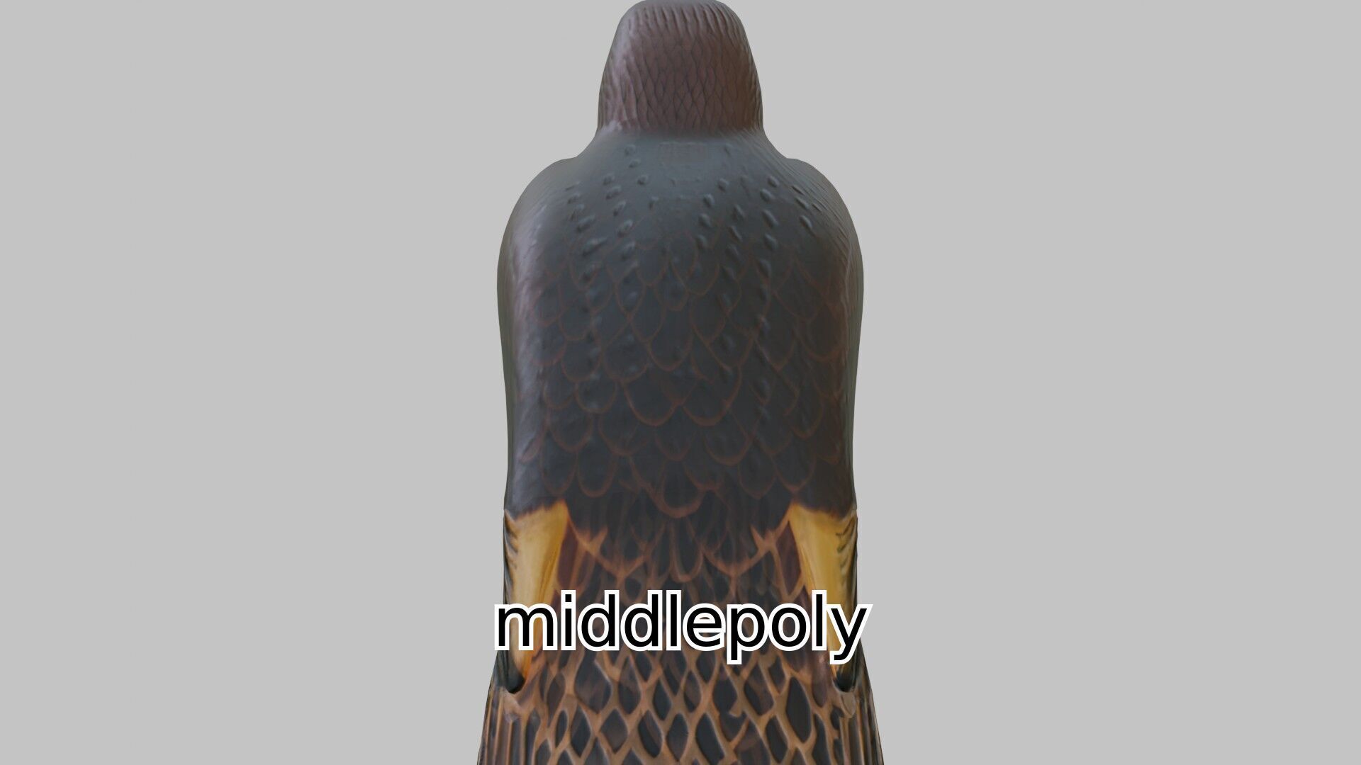 Realistic Falcon Bird 3D Model Low-poly 3D model_2