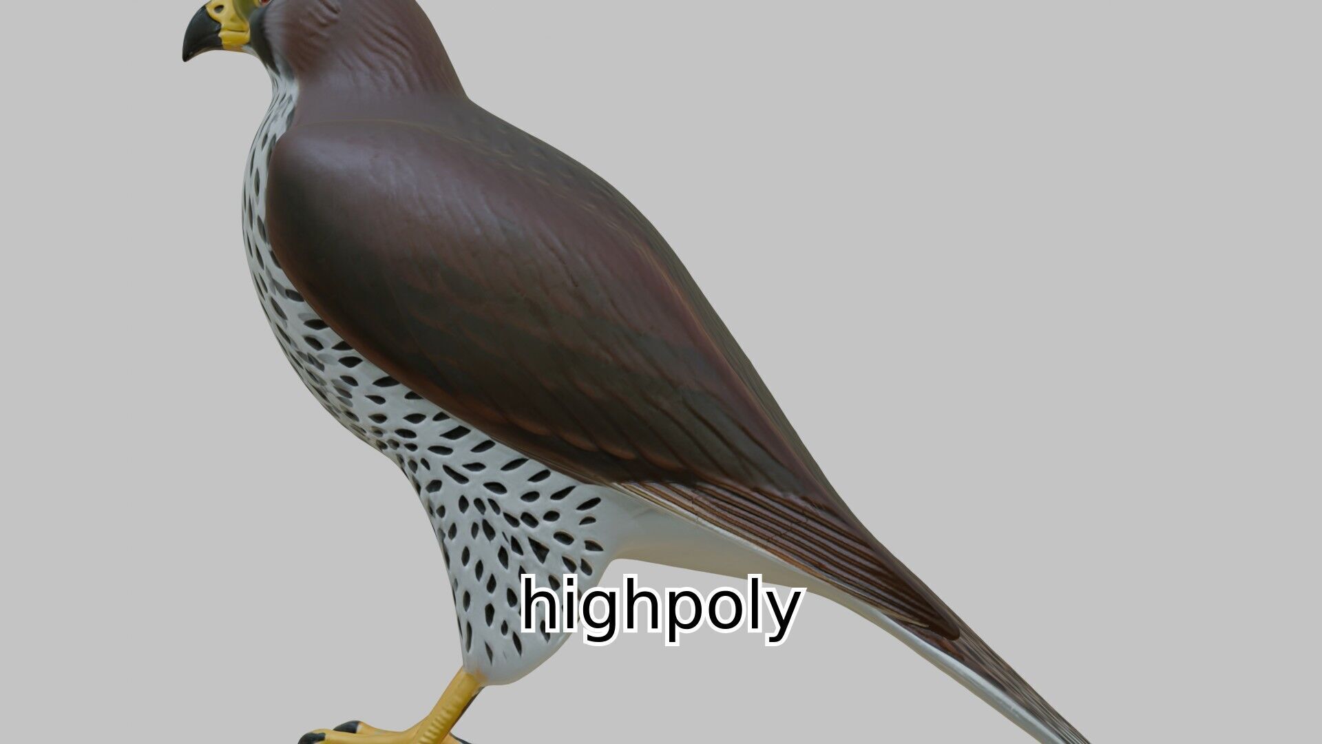 Realistic Falcon Bird 3D Model Low-poly 3D model_9