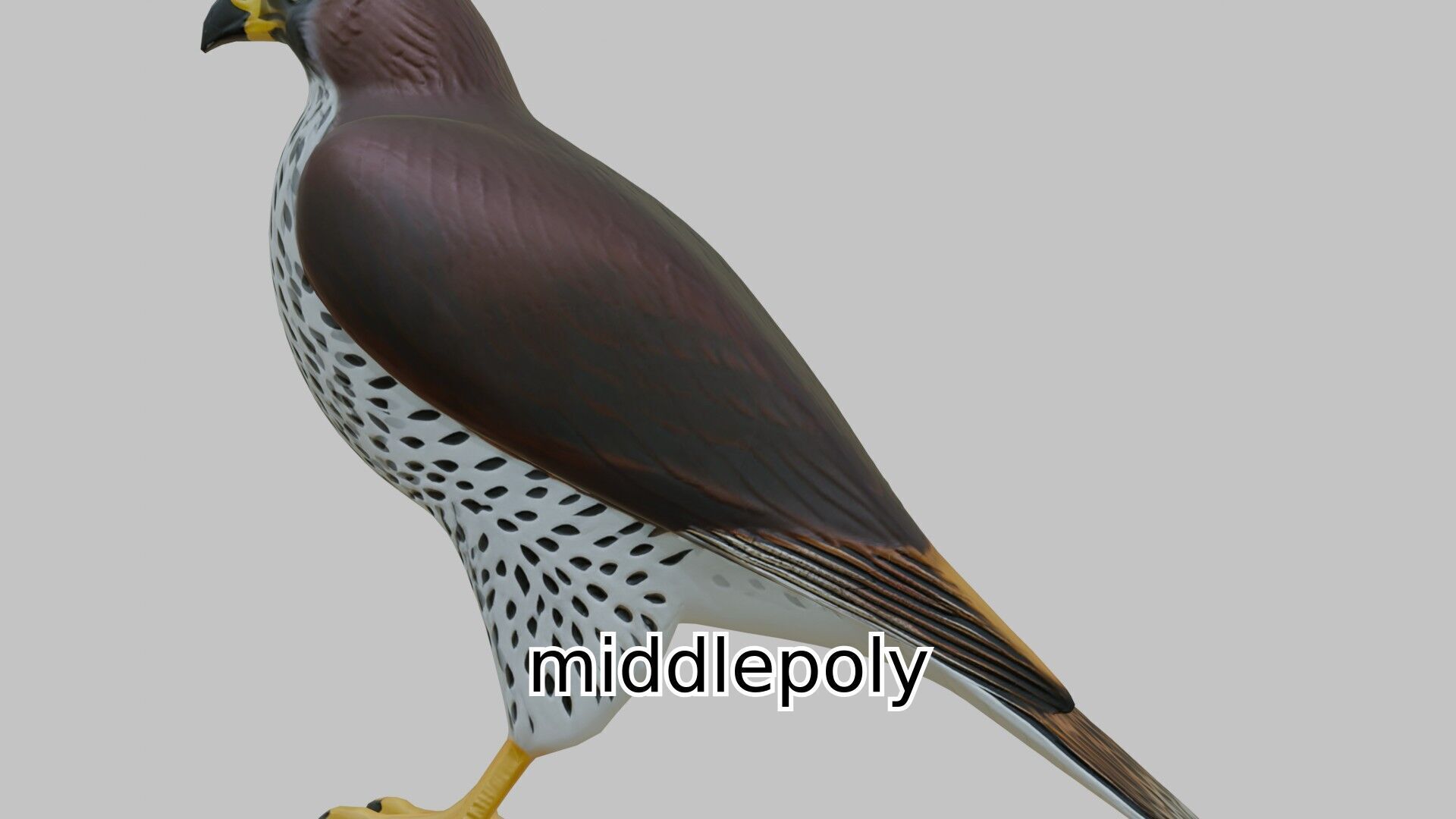 Realistic Falcon Bird 3D Model Low-poly 3D model_1