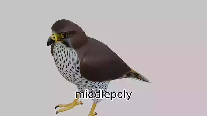 Realistic Falcon Bird 3D Model Low-poly 3D model