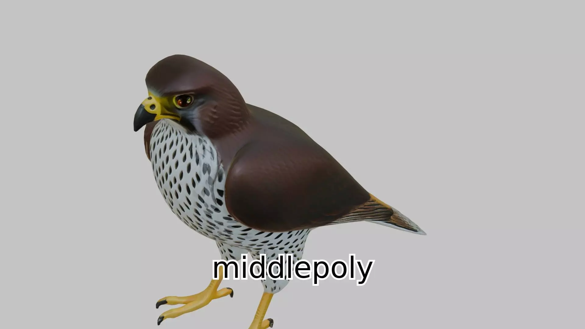 Realistic Falcon Bird 3D Model Low-poly 3D model_0
