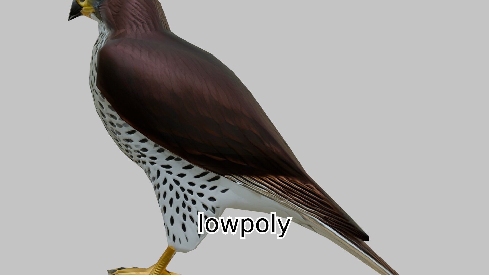 Realistic Falcon Bird 3D Model Low-poly 3D model_17