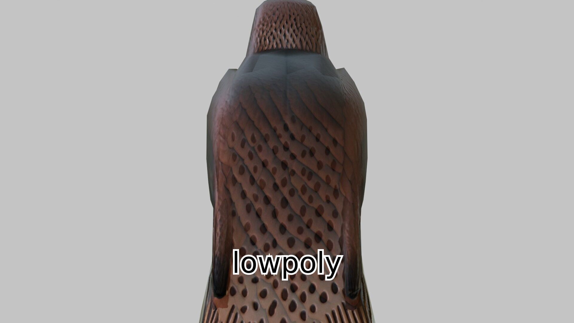 Realistic Falcon Bird 3D Model Low-poly 3D model_18