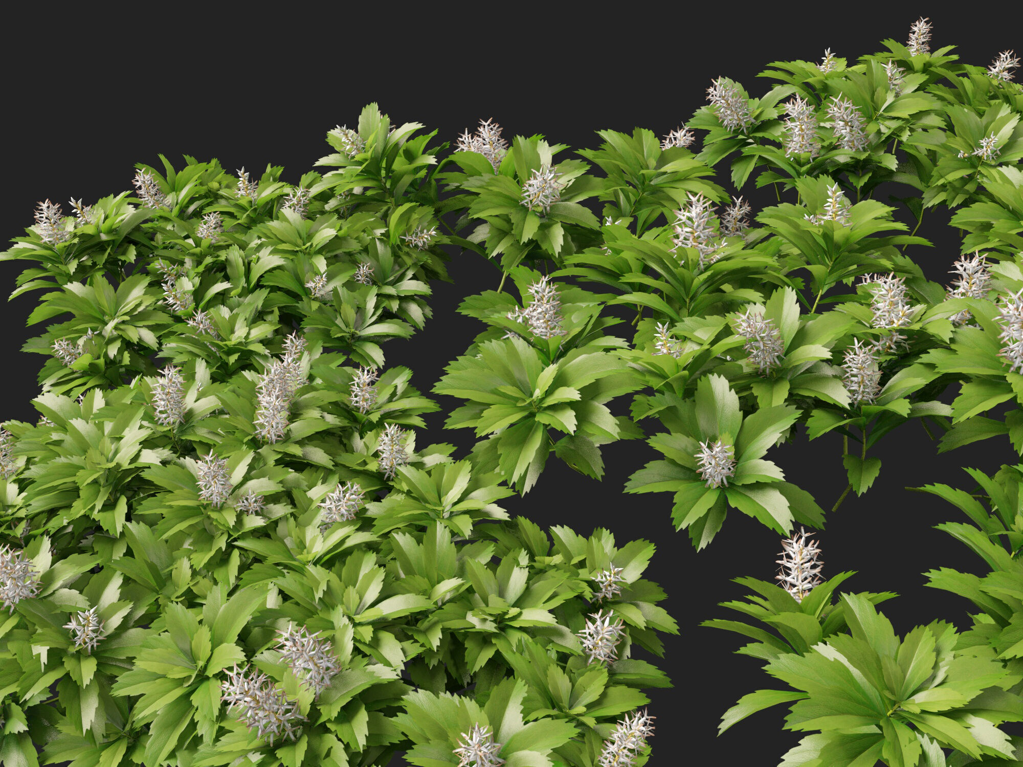 HighpolyLow Poly - Pachysandra terminalis - Japanese Spurge  3D model_8