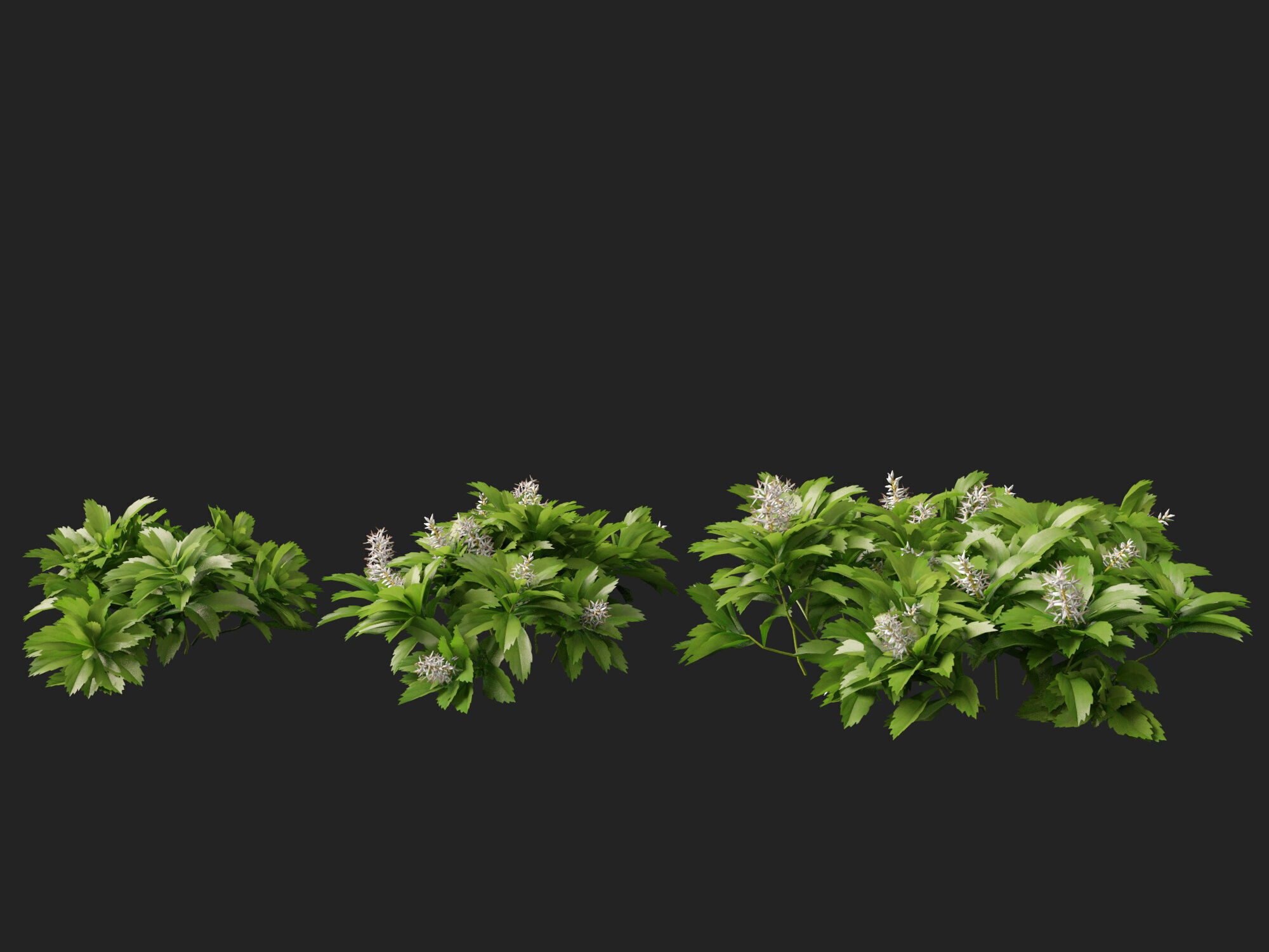 HighpolyLow Poly - Pachysandra terminalis - Japanese Spurge  3D model_5