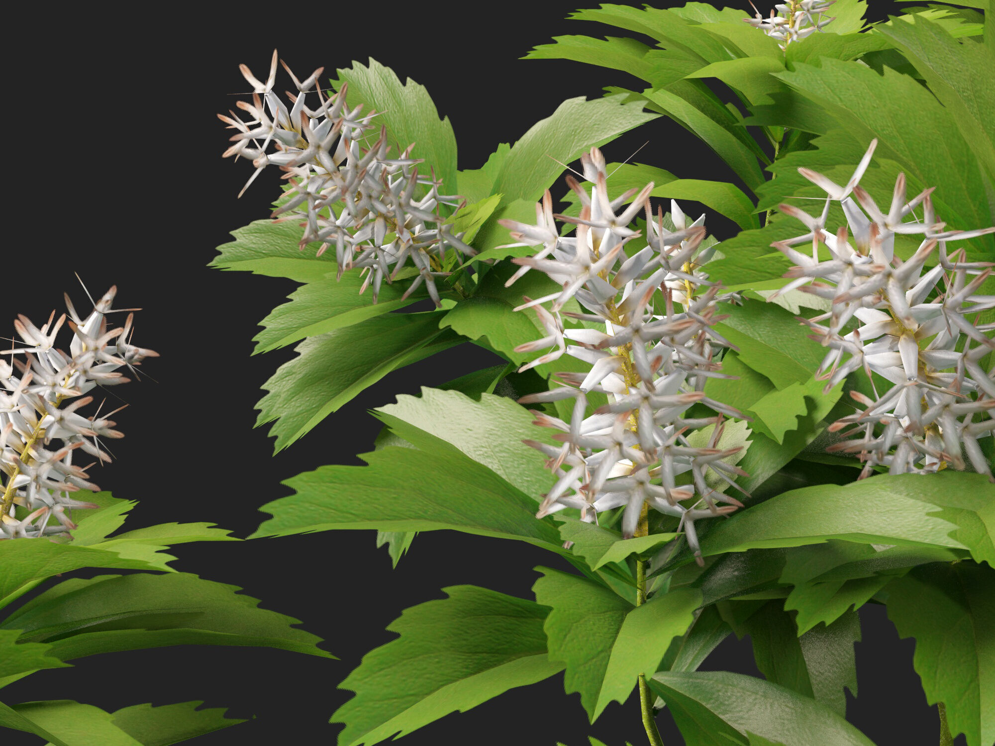 HighpolyLow Poly - Pachysandra terminalis - Japanese Spurge  3D model_2