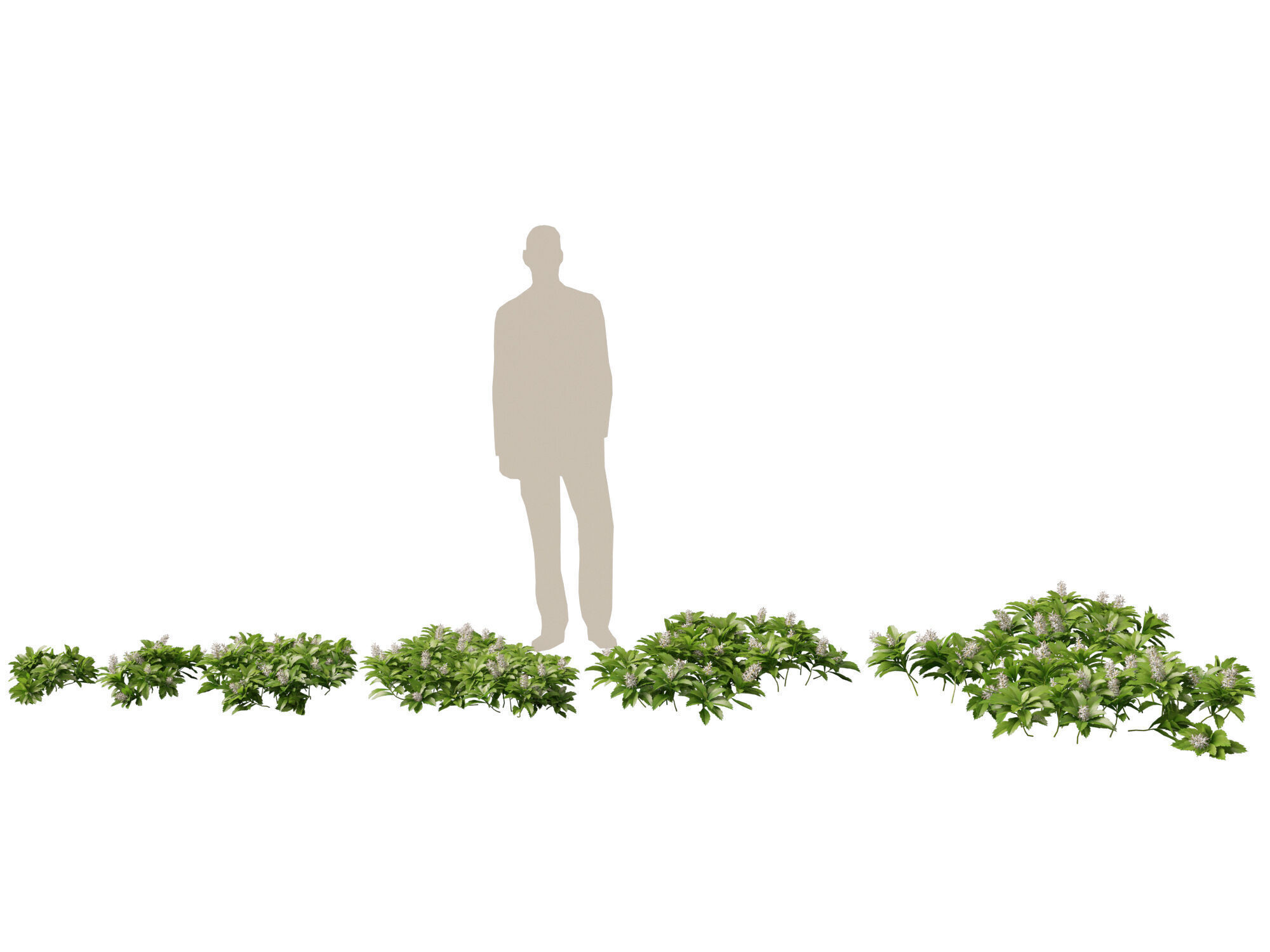 HighpolyLow Poly - Pachysandra terminalis - Japanese Spurge  3D model_1