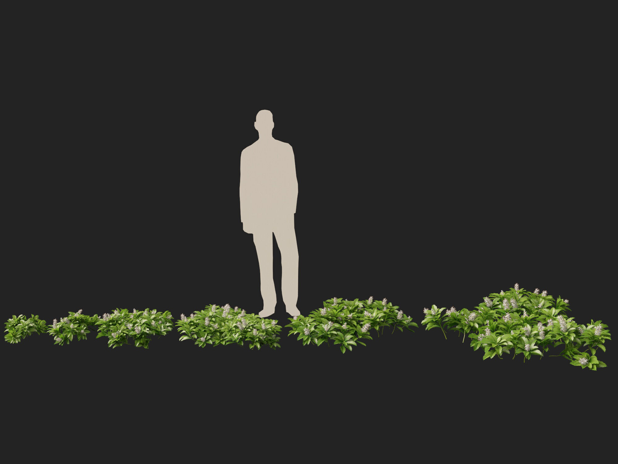 HighpolyLow Poly - Pachysandra terminalis - Japanese Spurge  3D model_3