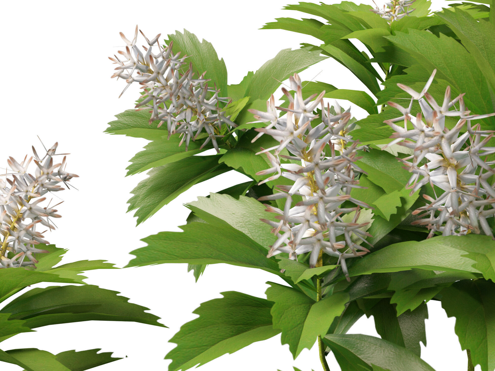 HighpolyLow Poly - Pachysandra terminalis - Japanese Spurge  3D model_9