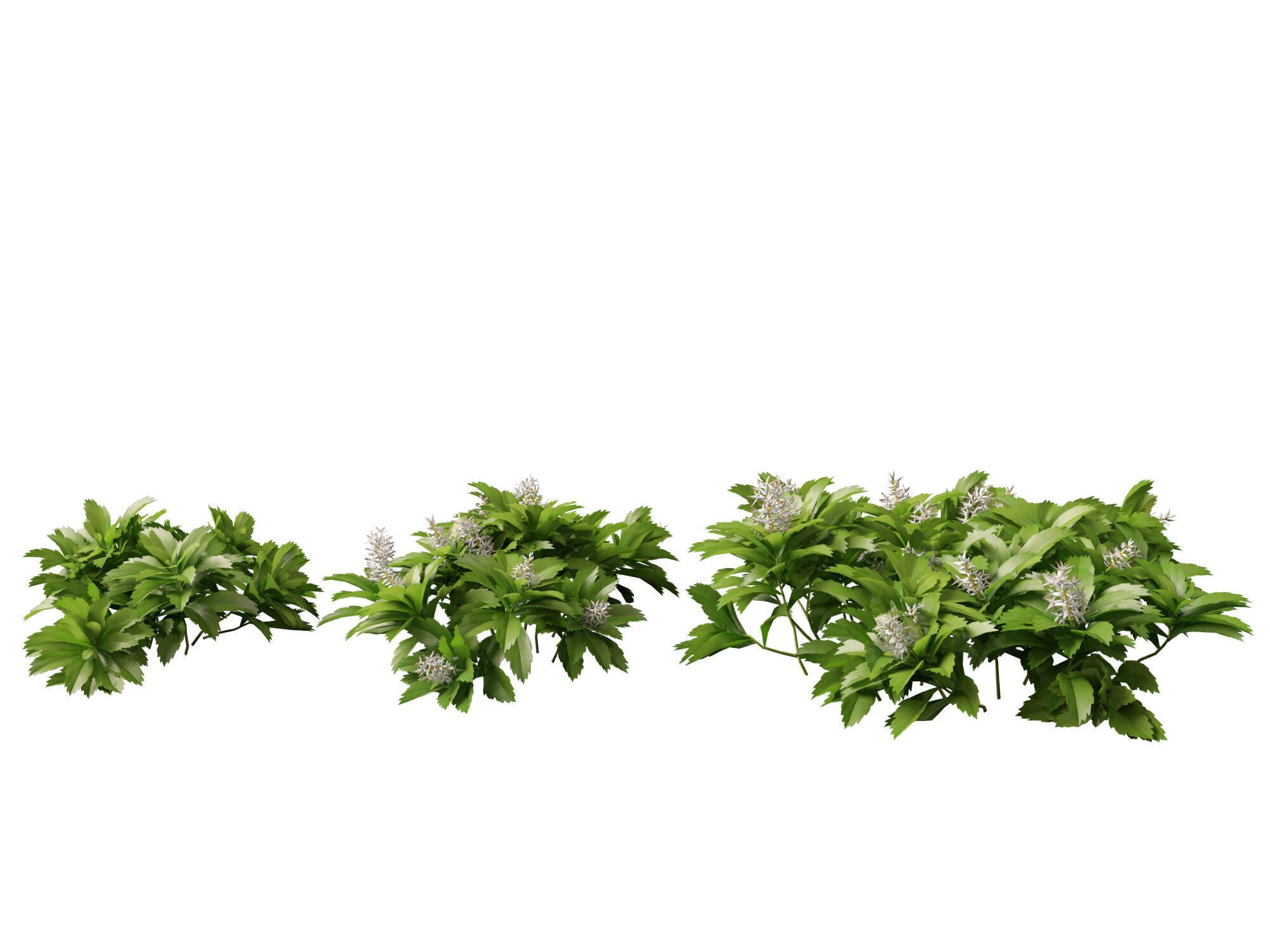 HighpolyLow Poly - Pachysandra terminalis - Japanese Spurge  3D model_4