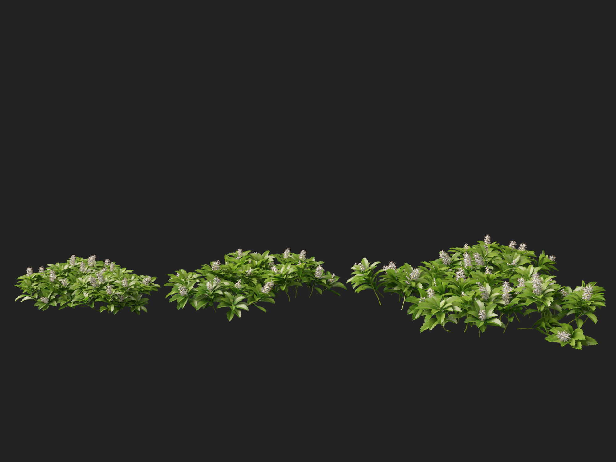 HighpolyLow Poly - Pachysandra terminalis - Japanese Spurge  3D model_7