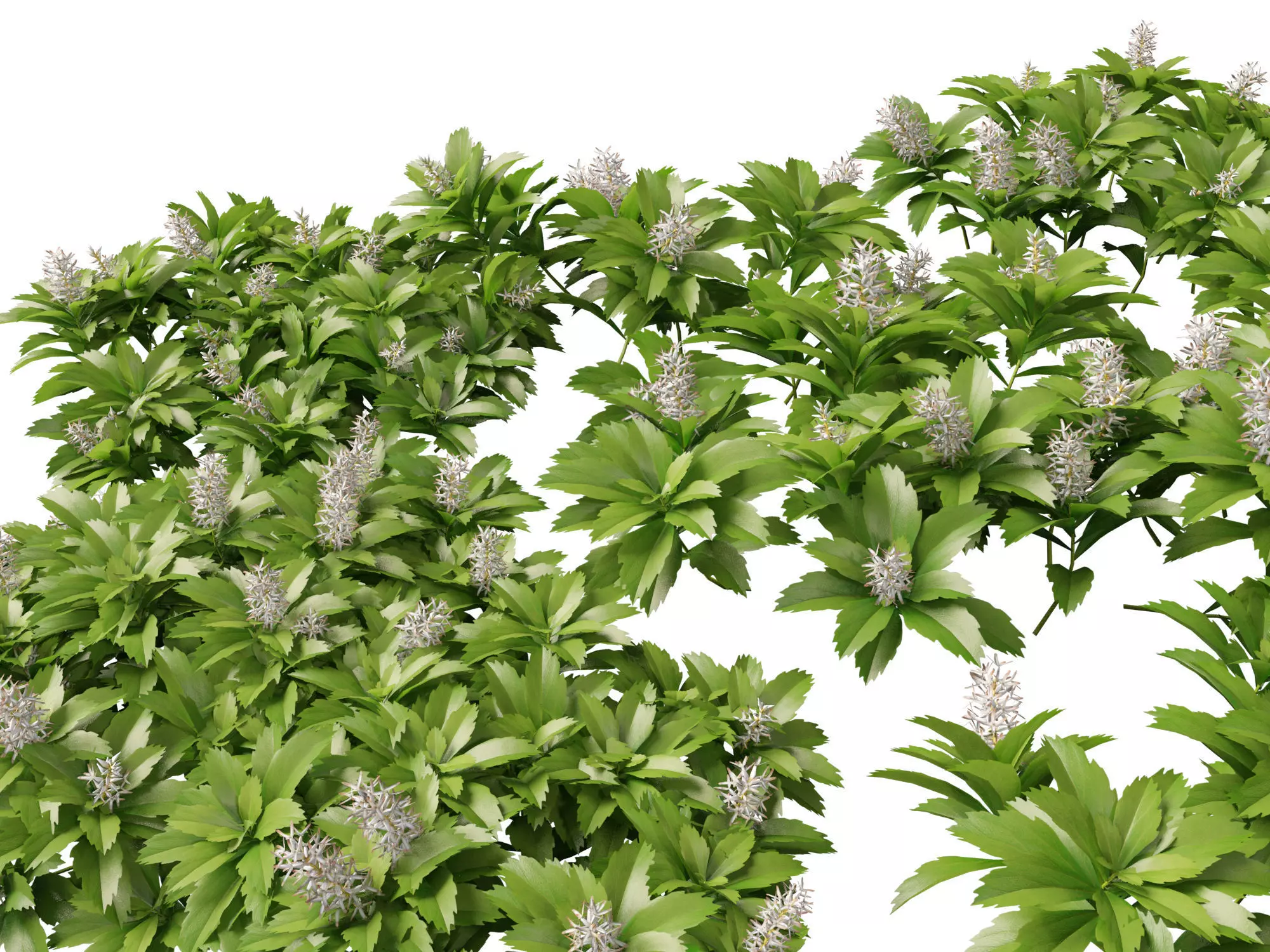 HighpolyLow Poly - Pachysandra terminalis - Japanese Spurge  3D model_0