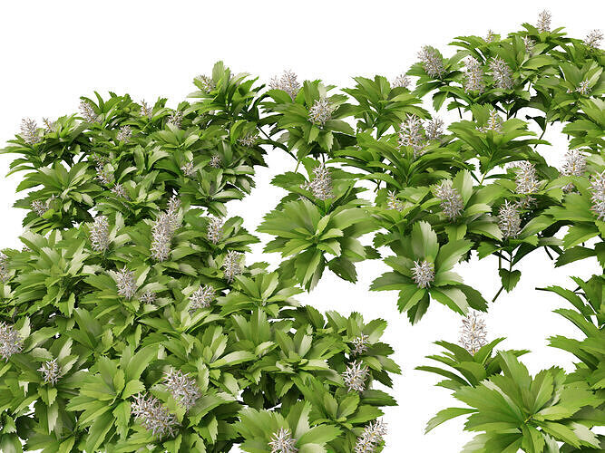 HighpolyLow Poly - Pachysandra terminalis - Japanese Spurge  3D model