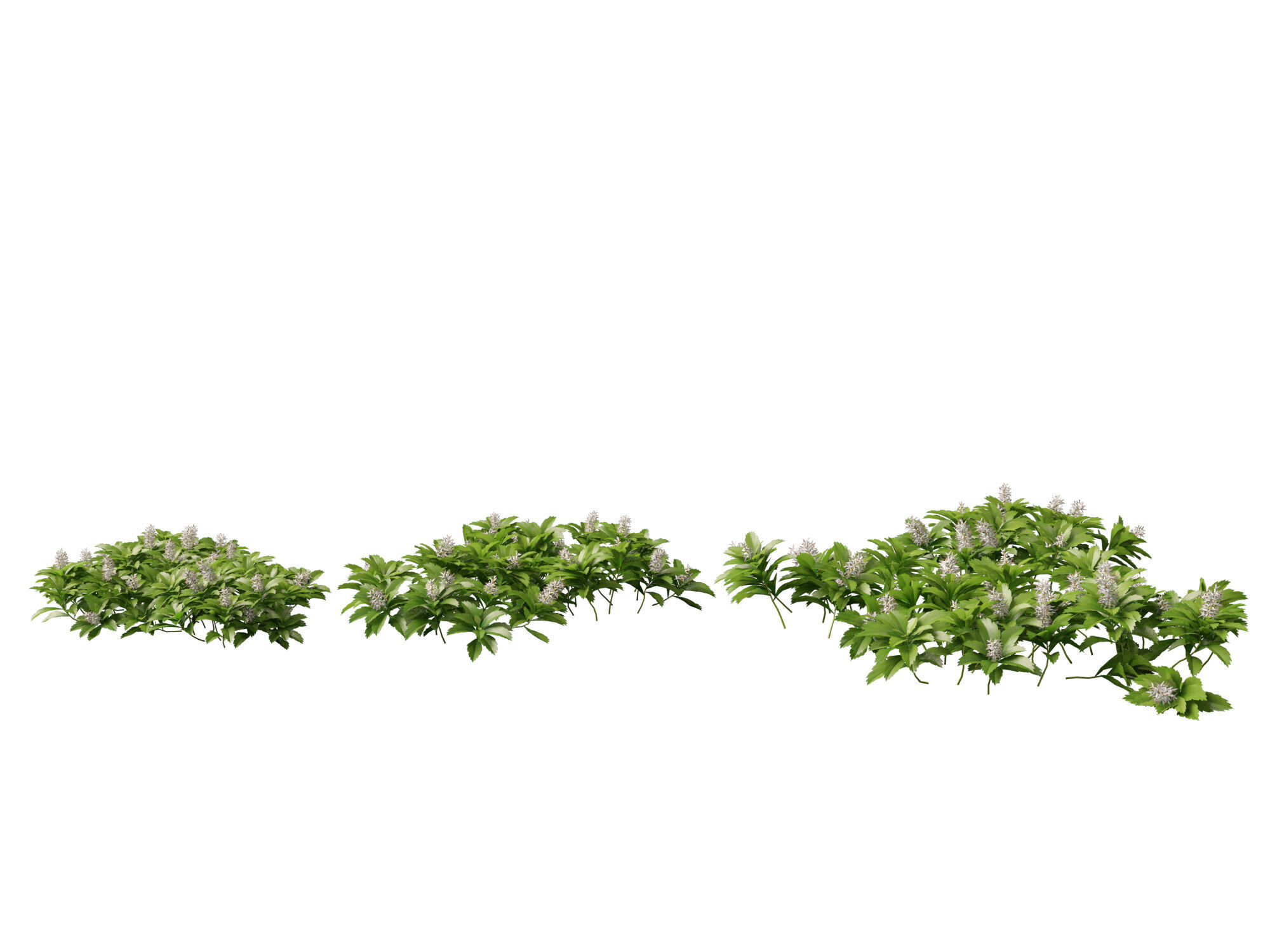 HighpolyLow Poly - Pachysandra terminalis - Japanese Spurge  3D model_6