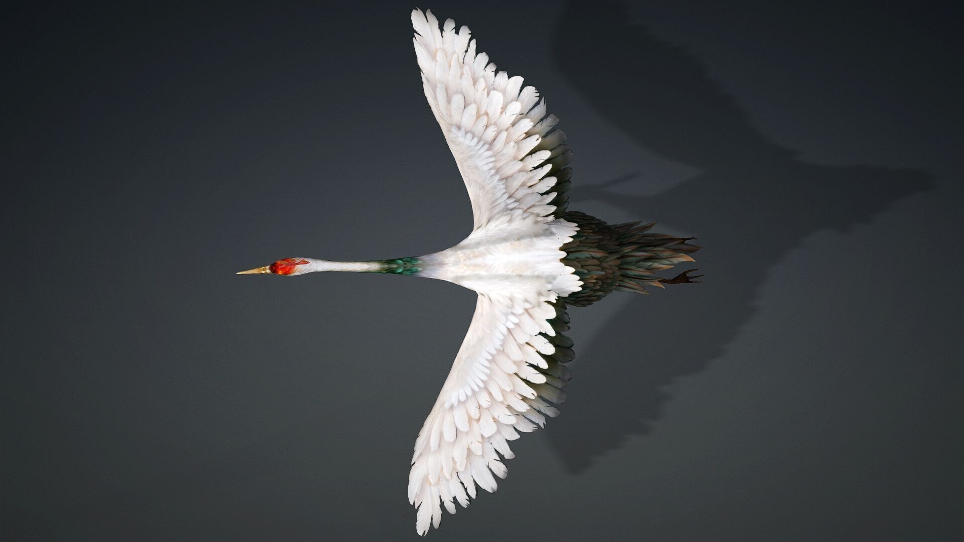 Crane Bird-B3 3D model_11